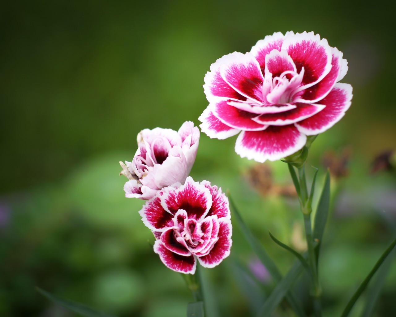 carnations, plants, flowers, green wallpapers for tablet