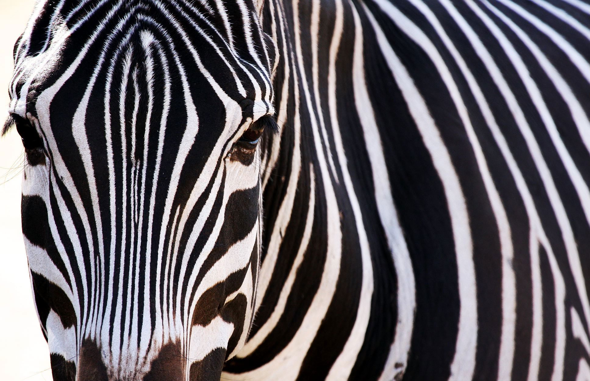 165589 baixar papel de parede animais, zebra - protetores de tela e imagens gratuitamente