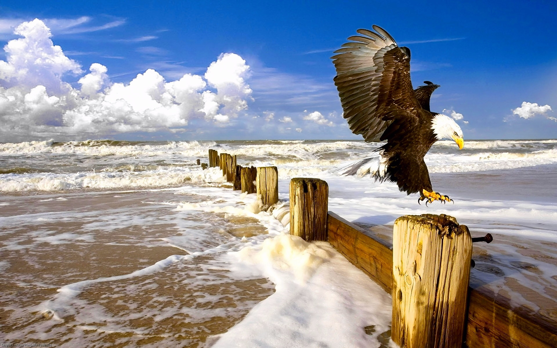 bald eagle, birds, wave, animal, bird, eagle, ocean, water desktop HD wallpaper