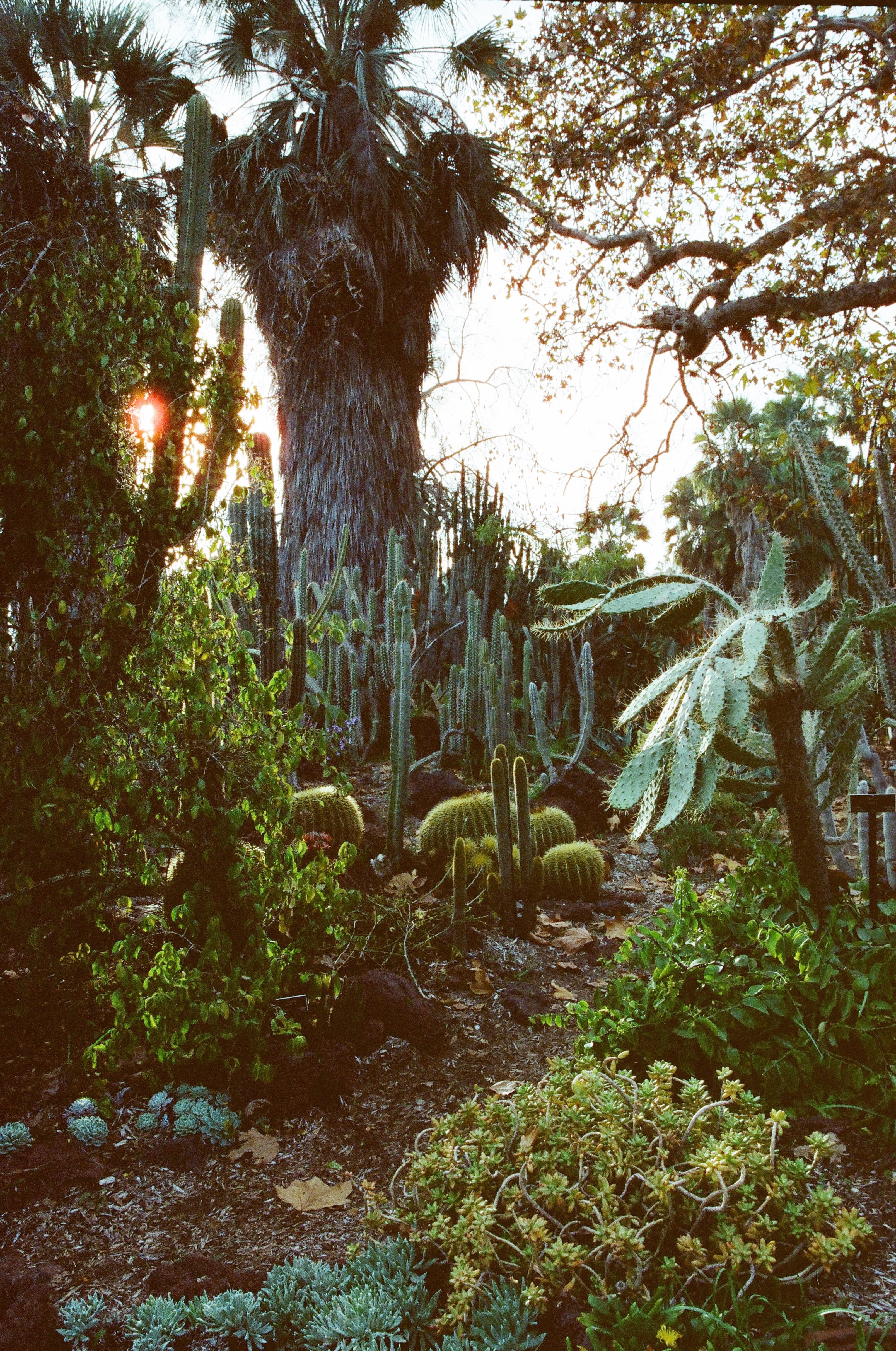 plants, nature, cactuses, palms, garden, arboretum QHD