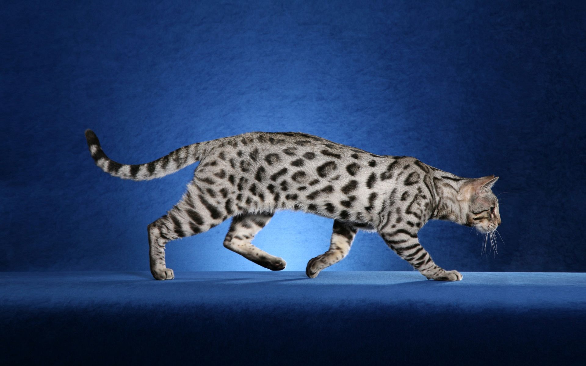 87593 descargar imagen gato, animales, leopardo para colorear, coloración del leopardo, ujier, acomodador: fondos de pantalla y protectores de pantalla gratis
