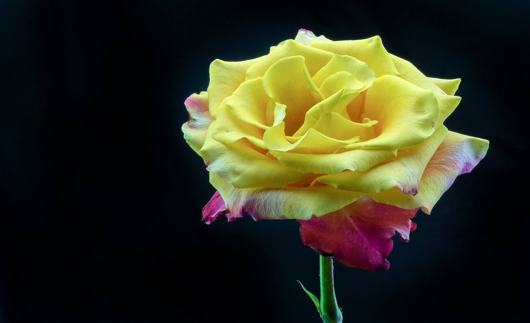 397321 завантажити шпалери жовта троянда, земля, роза, квітка, жовта квітка, флауерзи - заставки і картинки безкоштовно