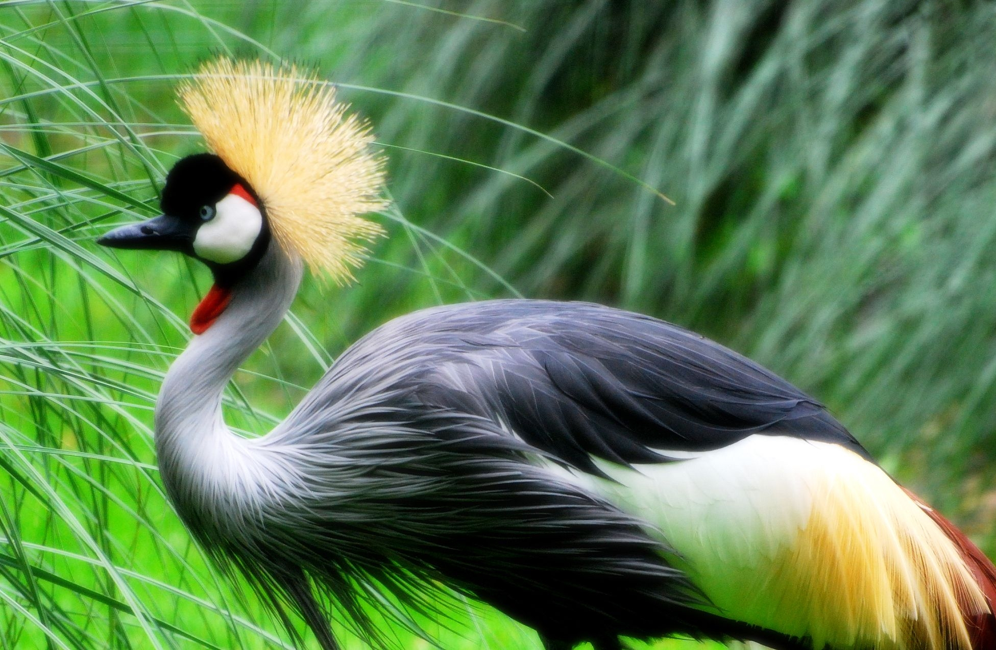 animal, grey crowned crane, bird, birds