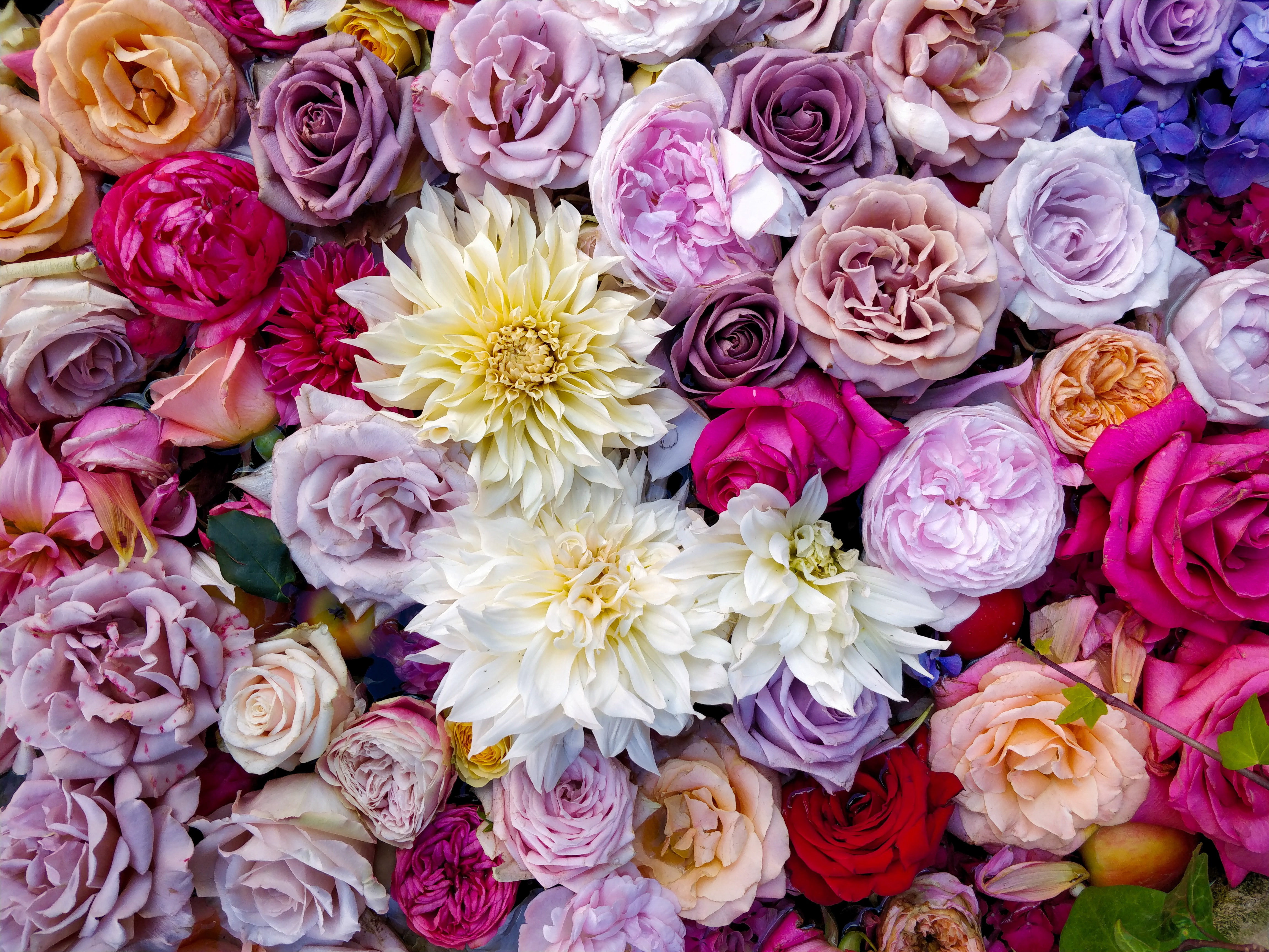 flowers, roses, multicolored, motley, bouquet, dahlias, composition Desktop Wallpaper