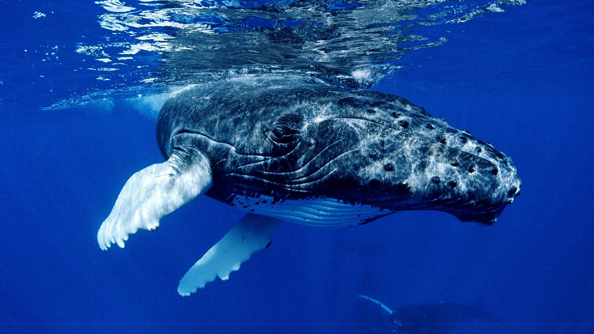 538828 descargar fondo de pantalla ballena, animales: protectores de pantalla e imágenes gratis