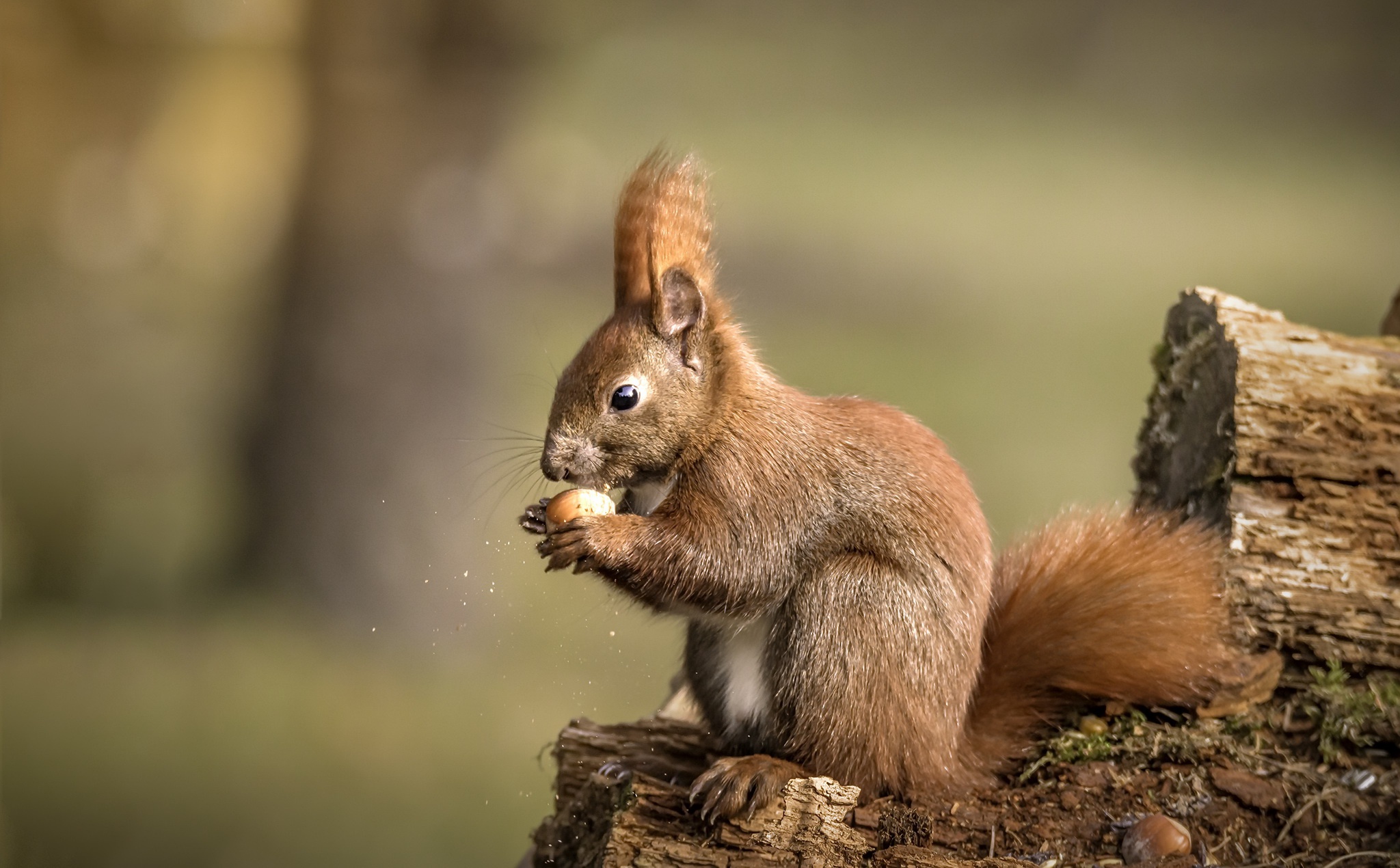 animal, squirrel, depth of field, eating, rodent