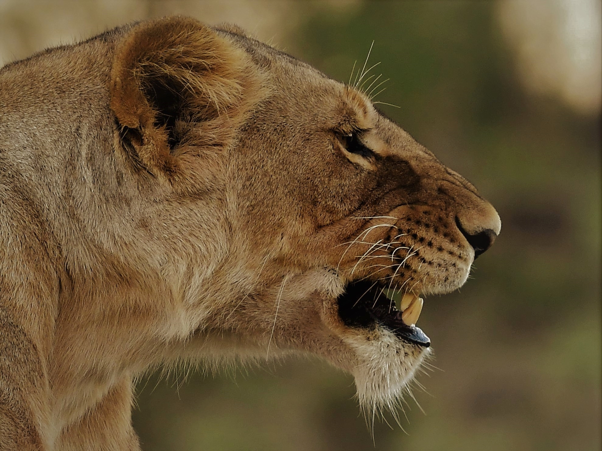 506541 Bild herunterladen tiere, löwe, löwin, masai mara nationalreservat, katzen - Hintergrundbilder und Bildschirmschoner kostenlos