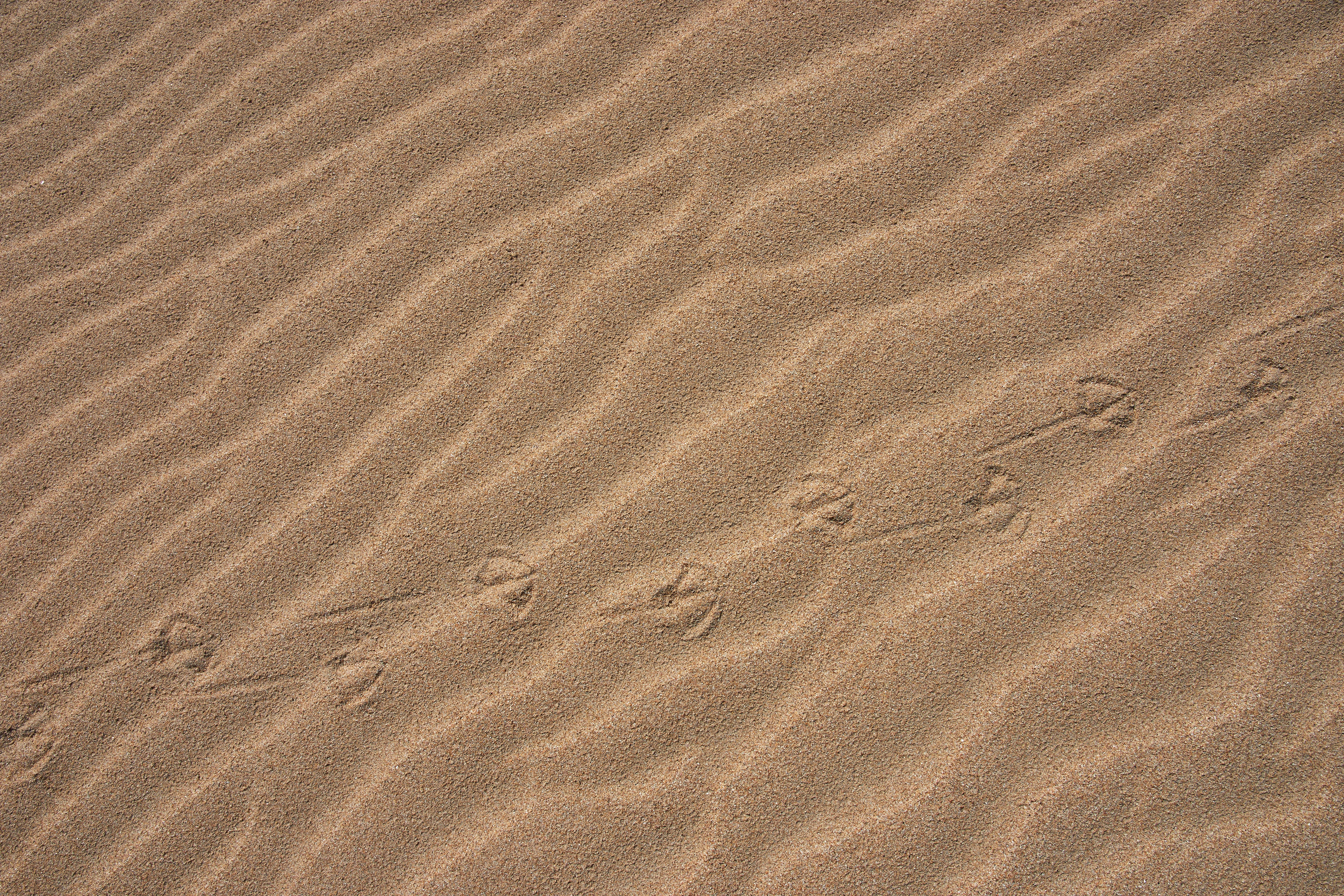 sand, desert, miscellanea, miscellaneous, traces