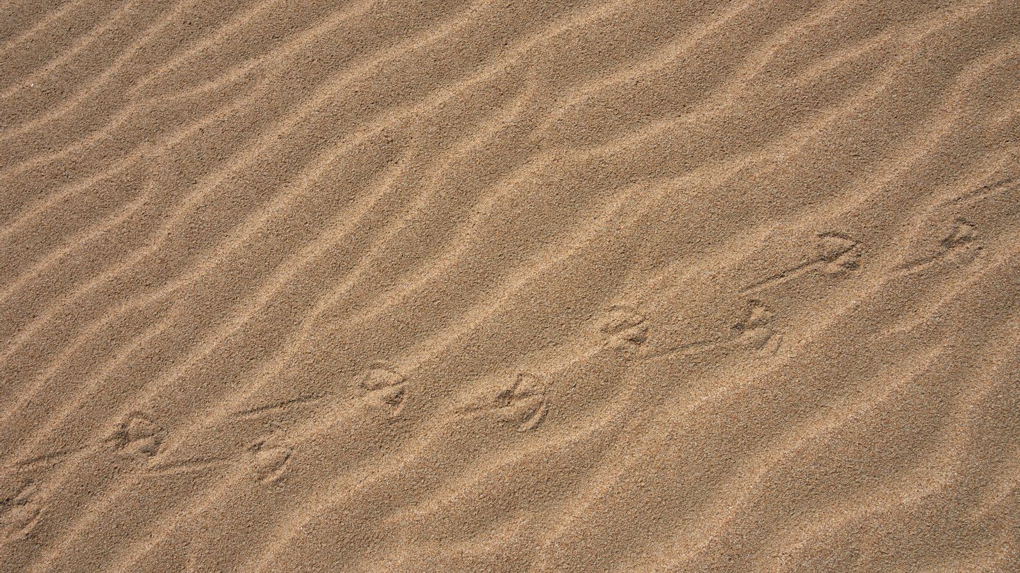 Sand's. Песок текстура. Текстура песка бесшовная. Пустыня вид сверху. Обои песок.