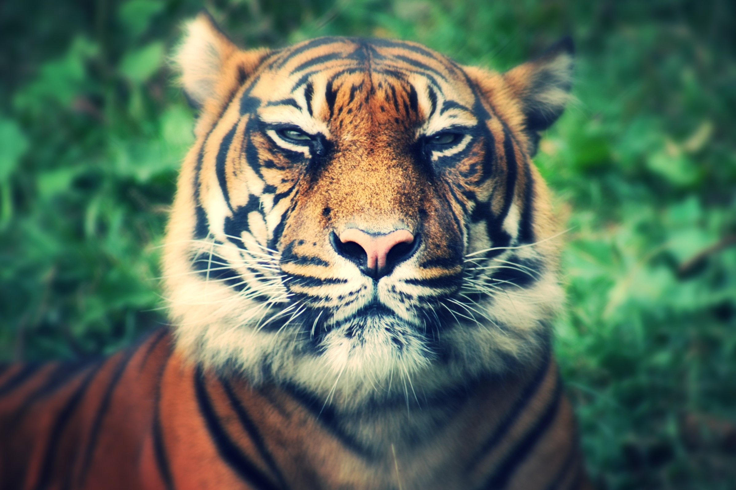 tiger, animals, muzzle, predator, sight, opinion, squint