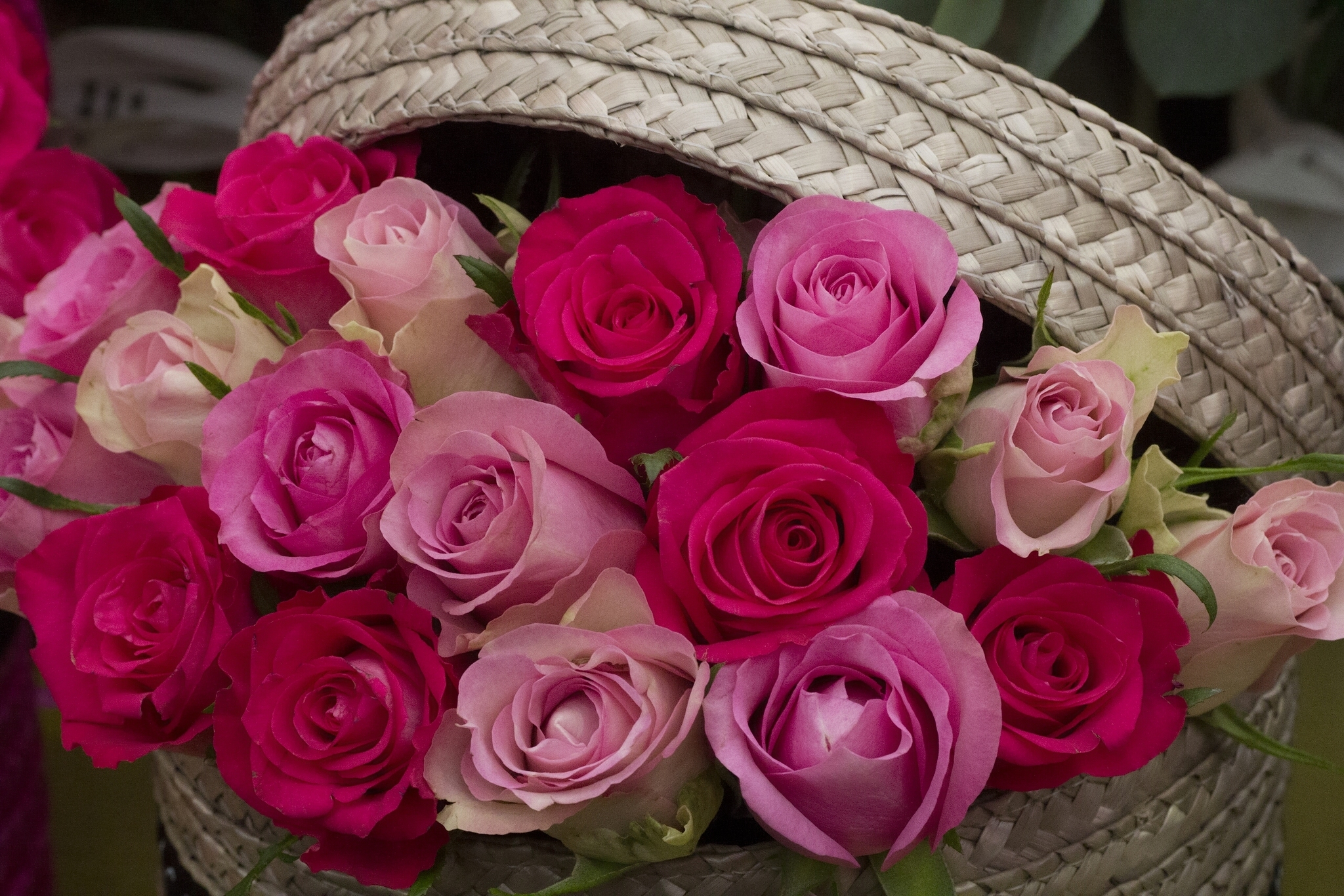 картинки большие розы розовые