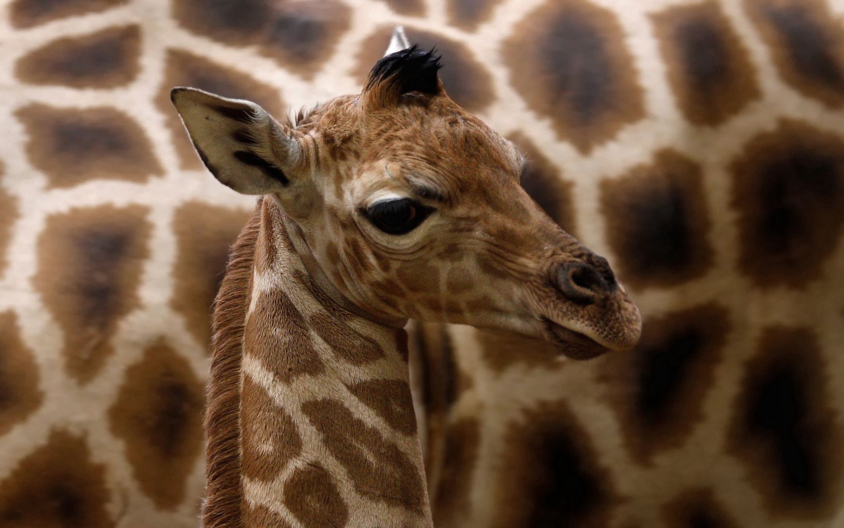 animals, muzzle, spotted, spotty, giraffe QHD