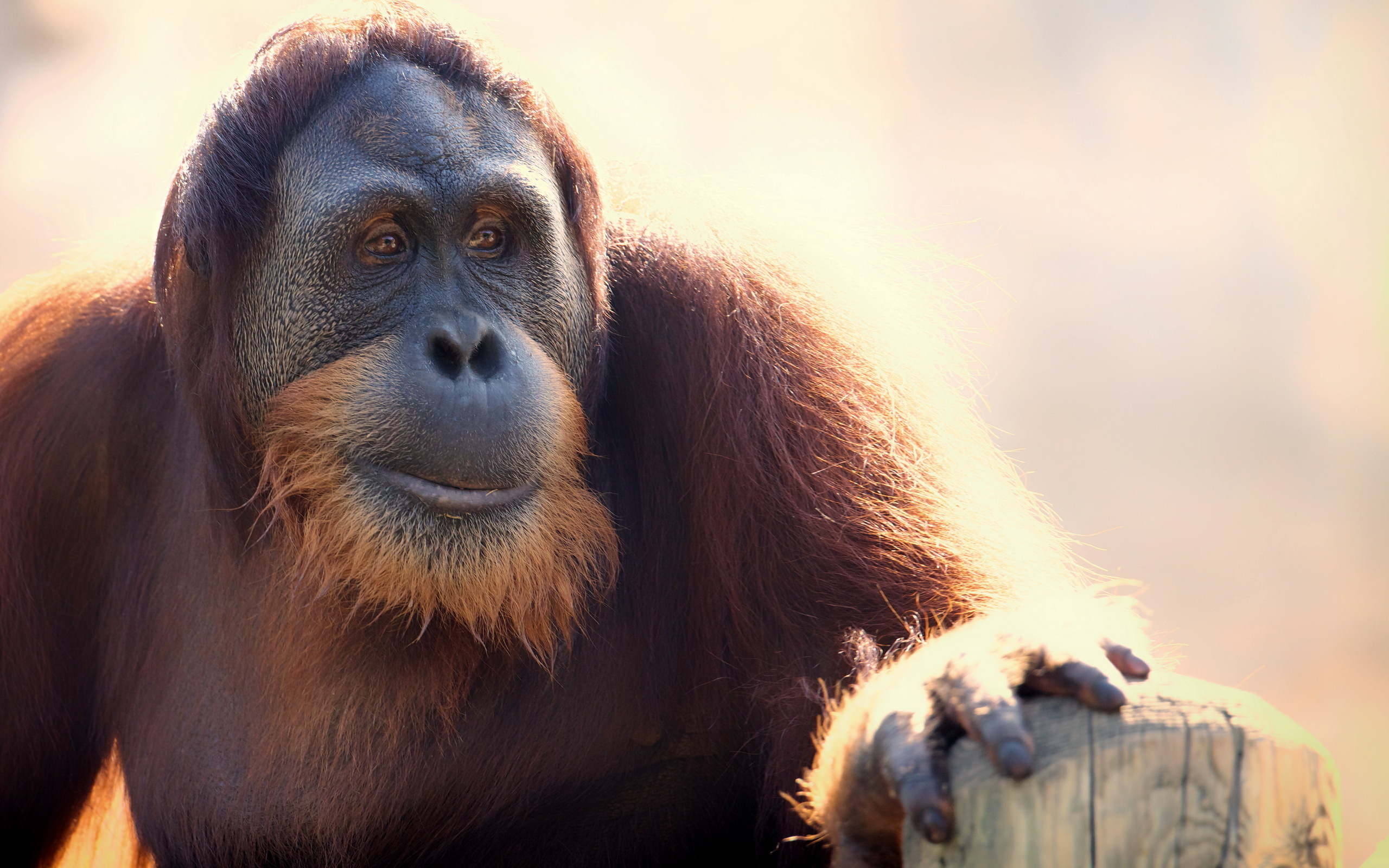 animal, orangutan, primate, zoo, monkeys download HD wallpaper