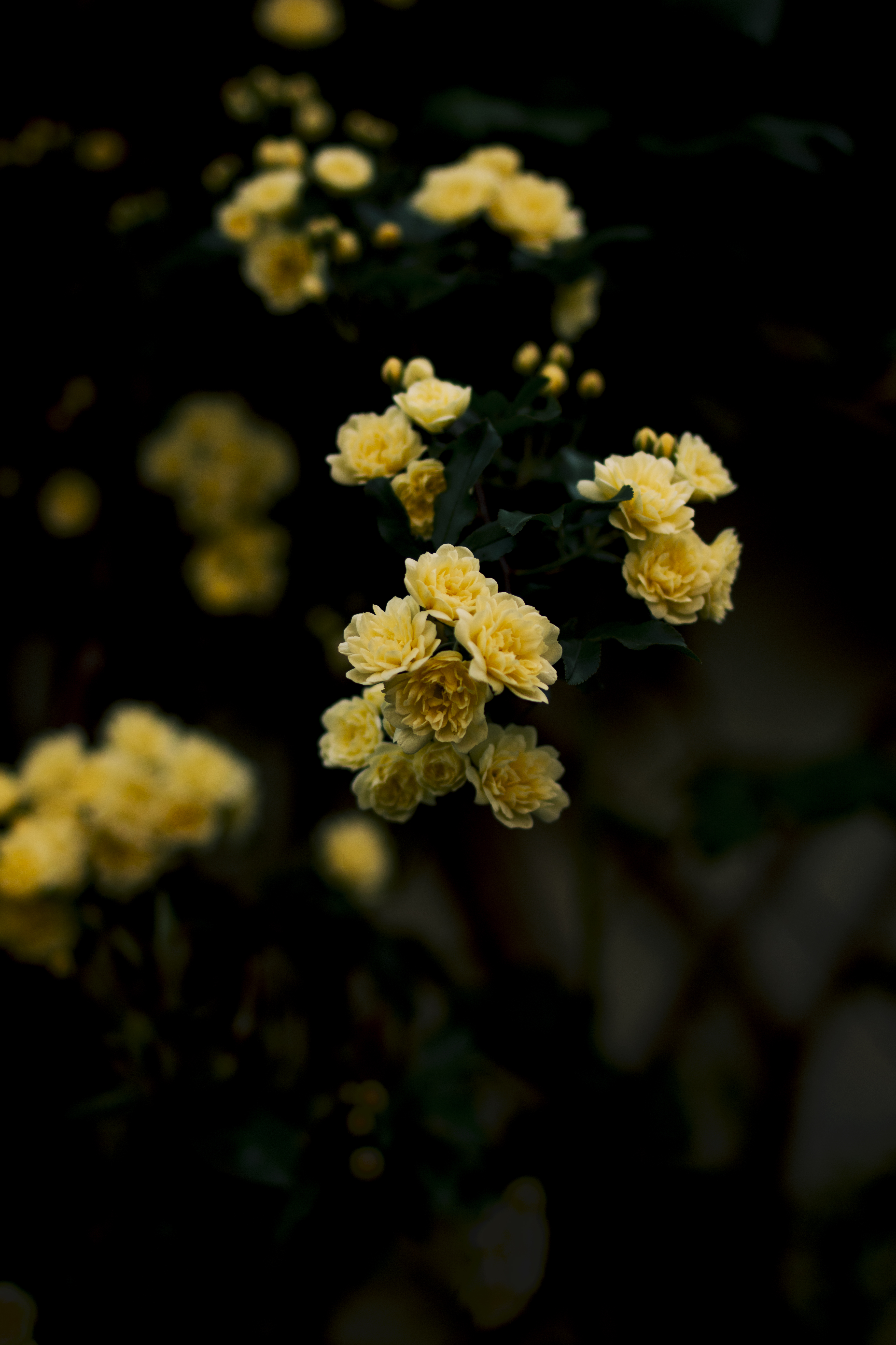 roses, flowers, bush, yellow, blur, smooth 1080p
