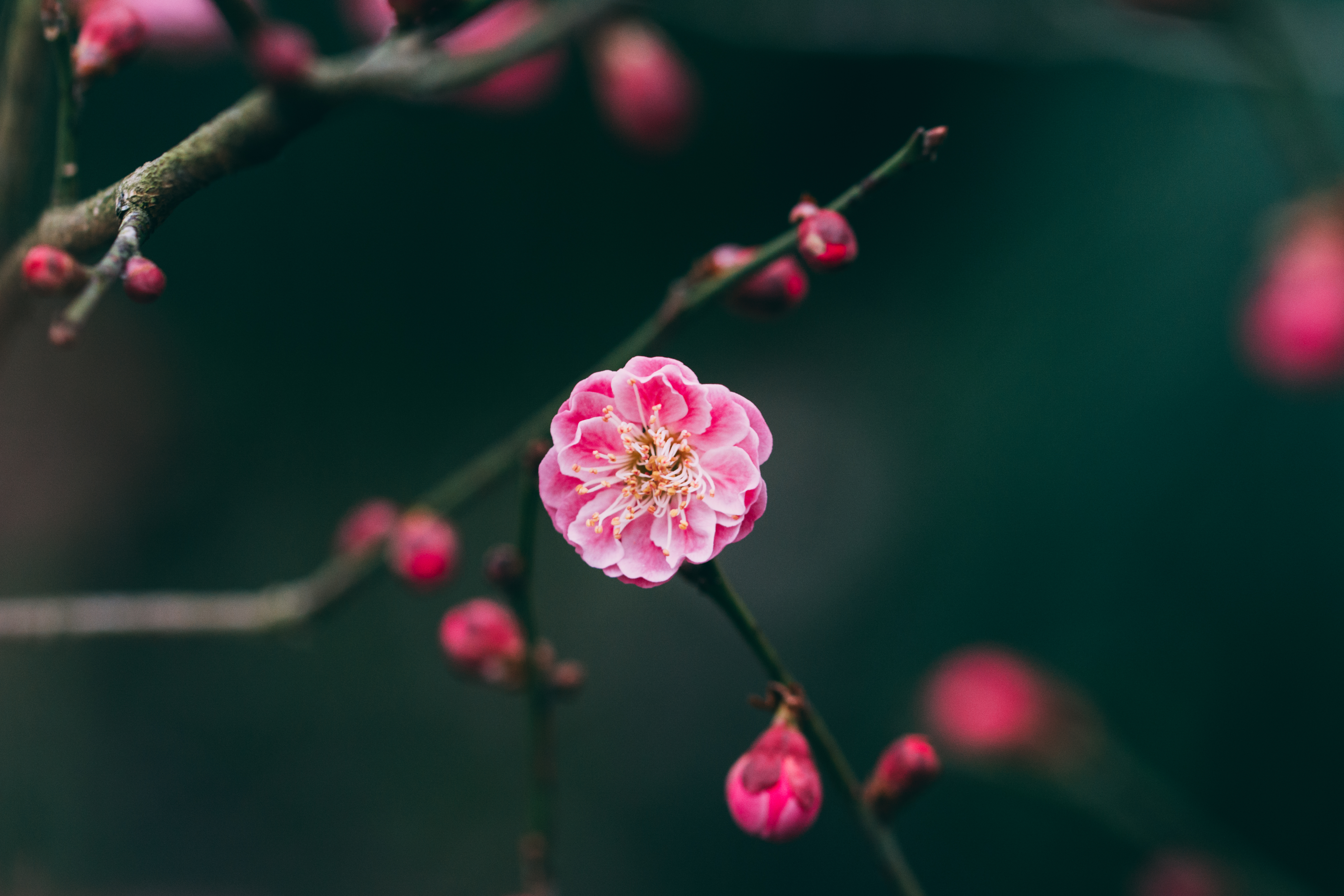 Download mobile wallpaper Branches, Macro, Buds, Flower, Pink for free.