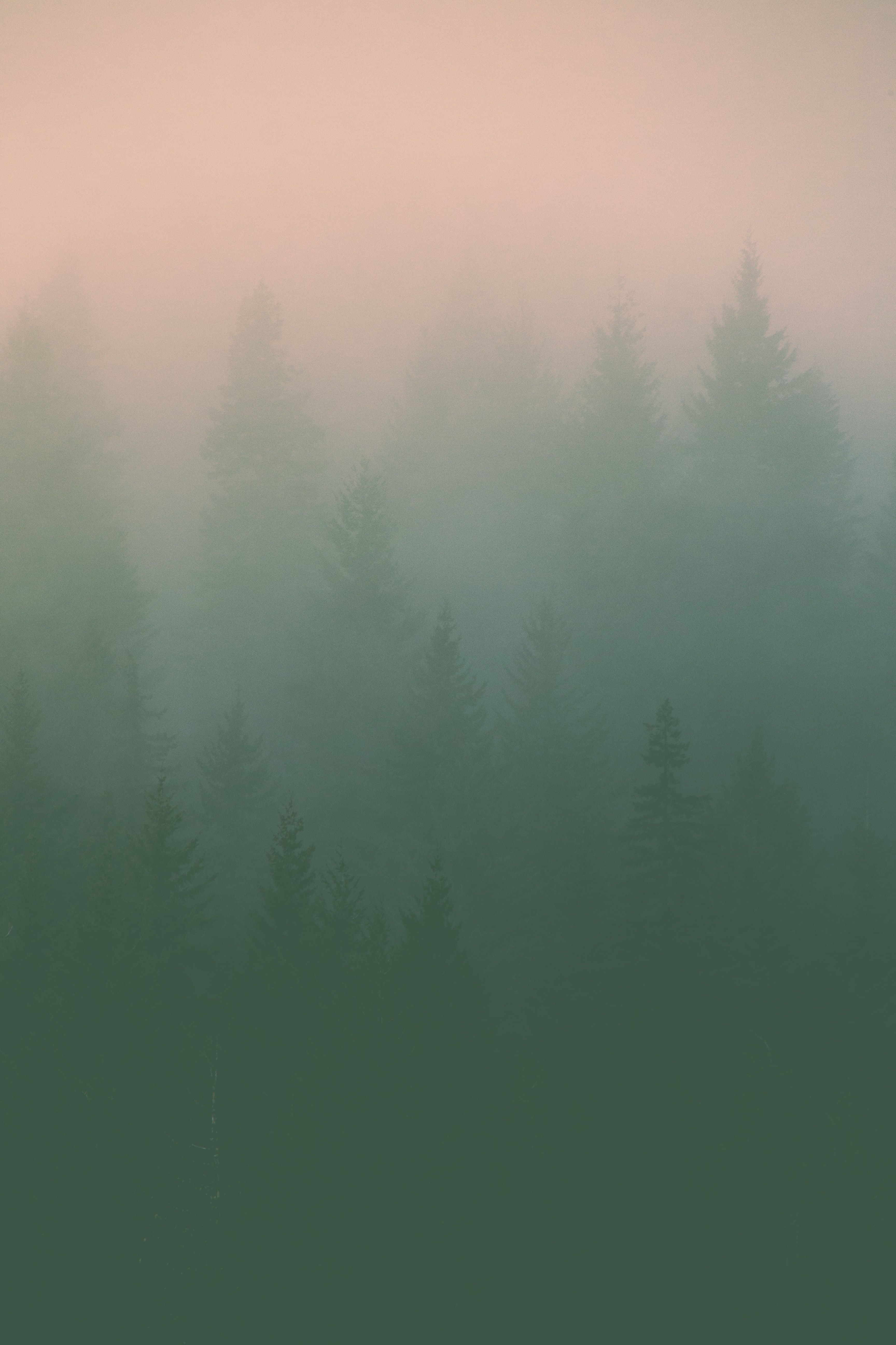 nature, trees, fog, silhouettes, haze