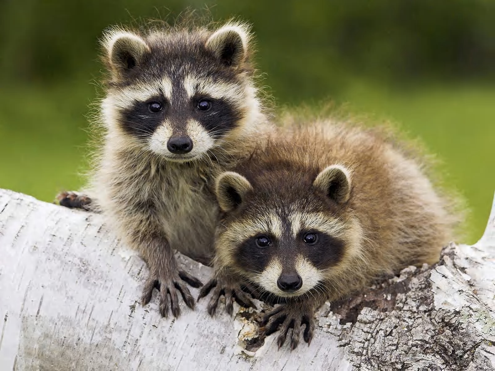 animals, raccoons wallpapers for tablet