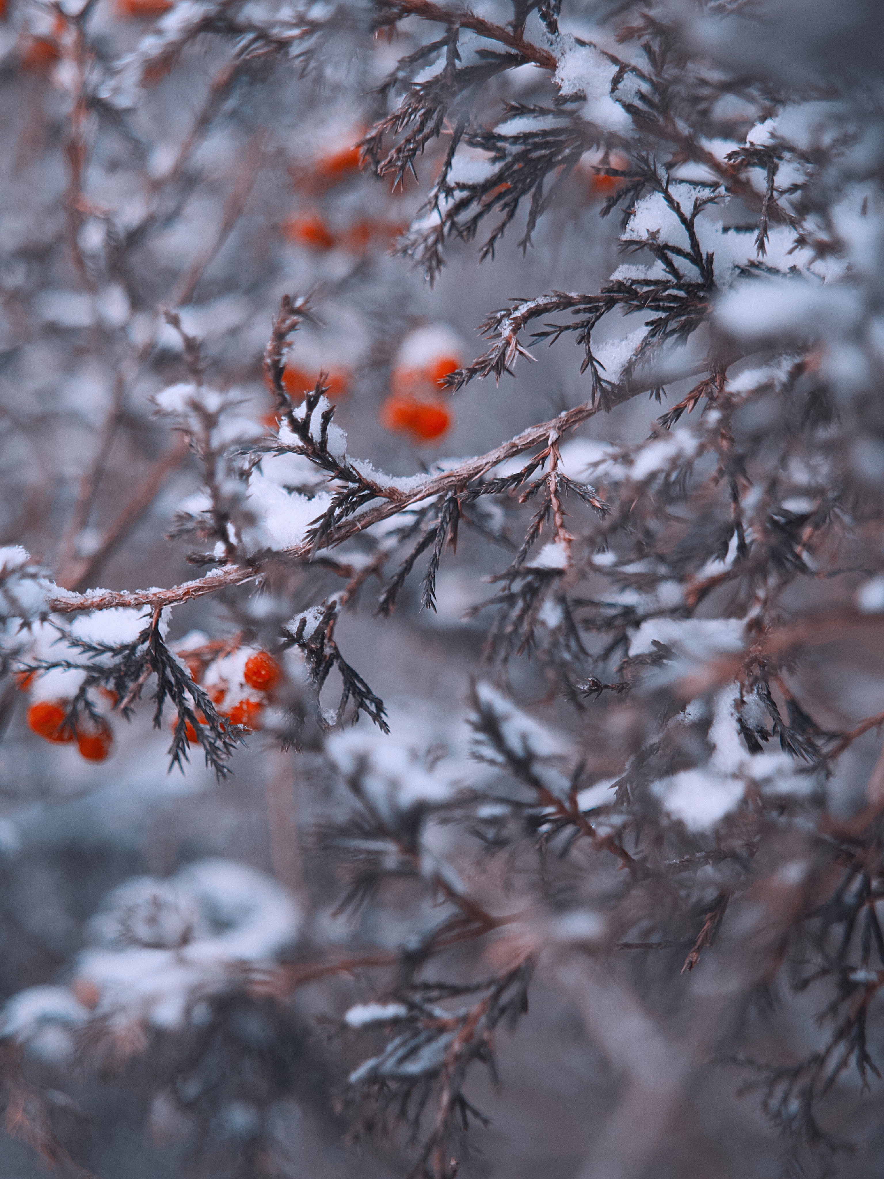 148898 Hintergrundbild herunterladen geäst, schnee, berries, makro, zweige - Bildschirmschoner und Bilder kostenlos
