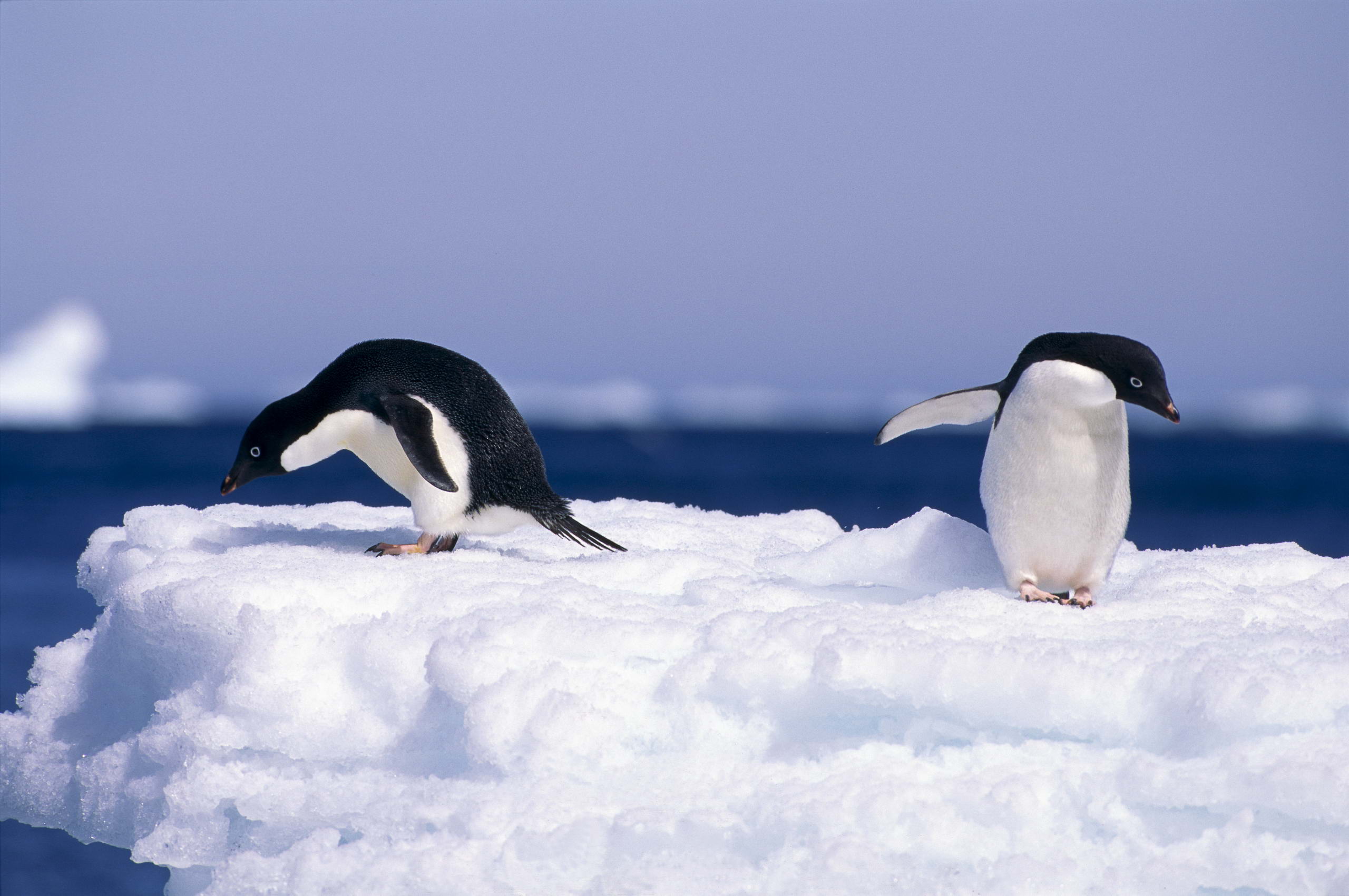 Арктика пингвины Алексис Рокман, Адели, 2008