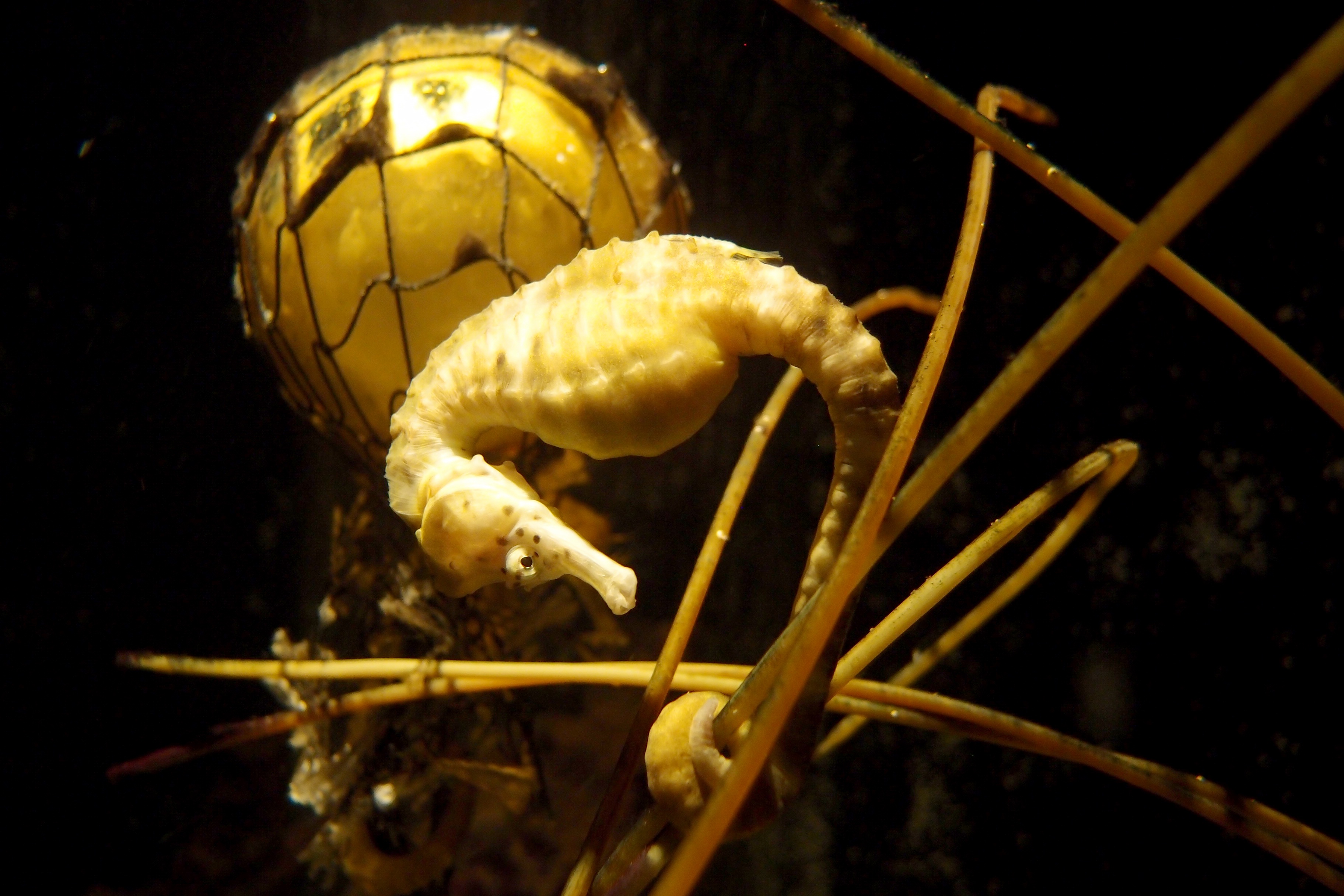 animal, seahorse, sea life, underwater iphone wallpaper
