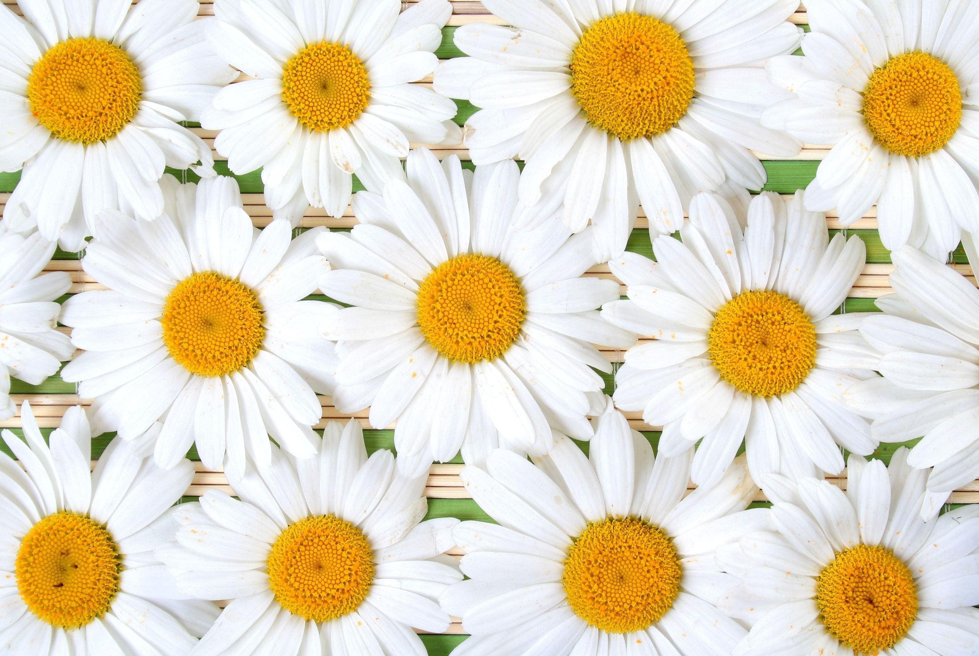 camomile, flowers, white, petals, composition, snow white phone wallpaper