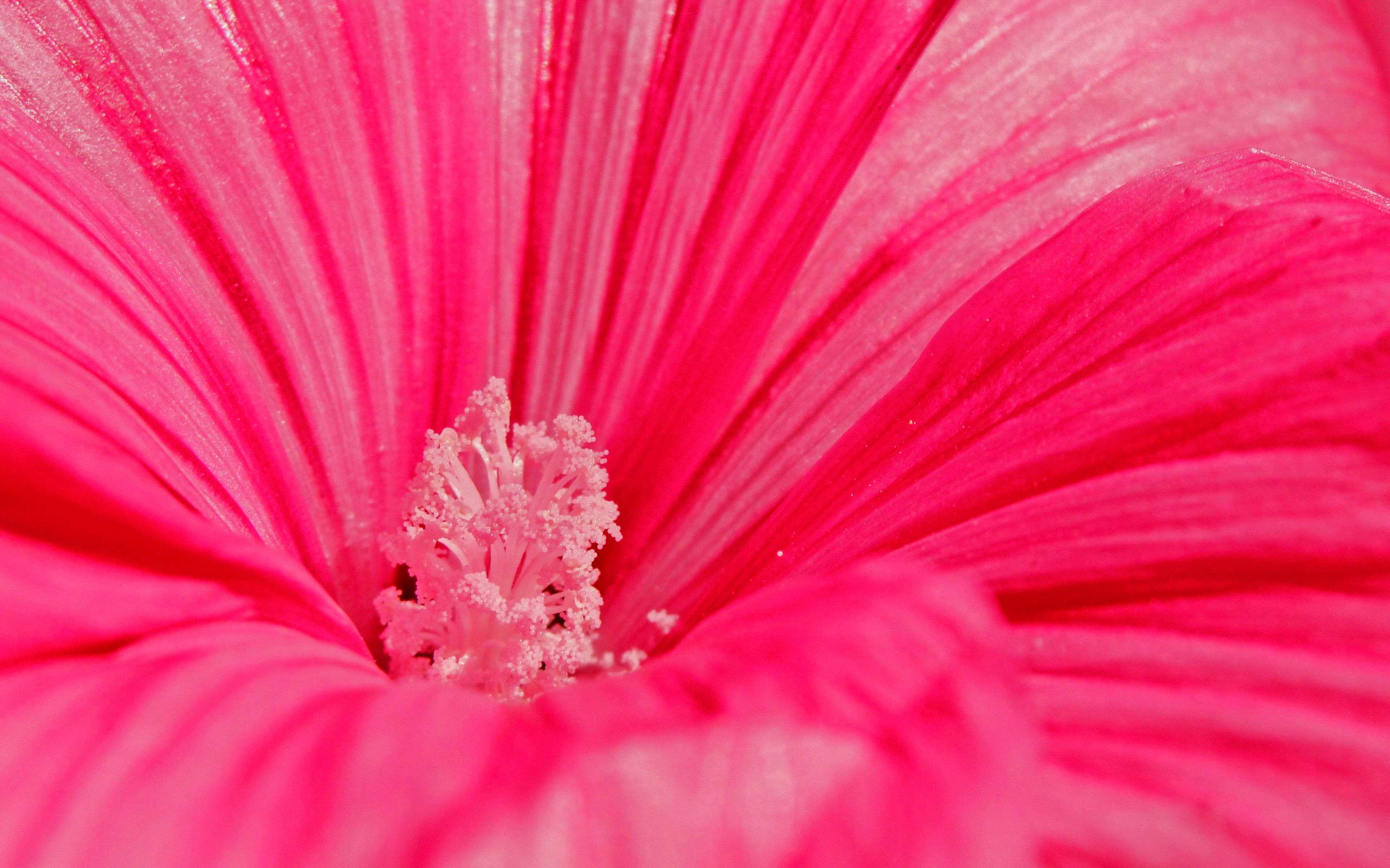 Download mobile wallpaper Pink Flower, Petal, Flowers, Flower, Earth for free.