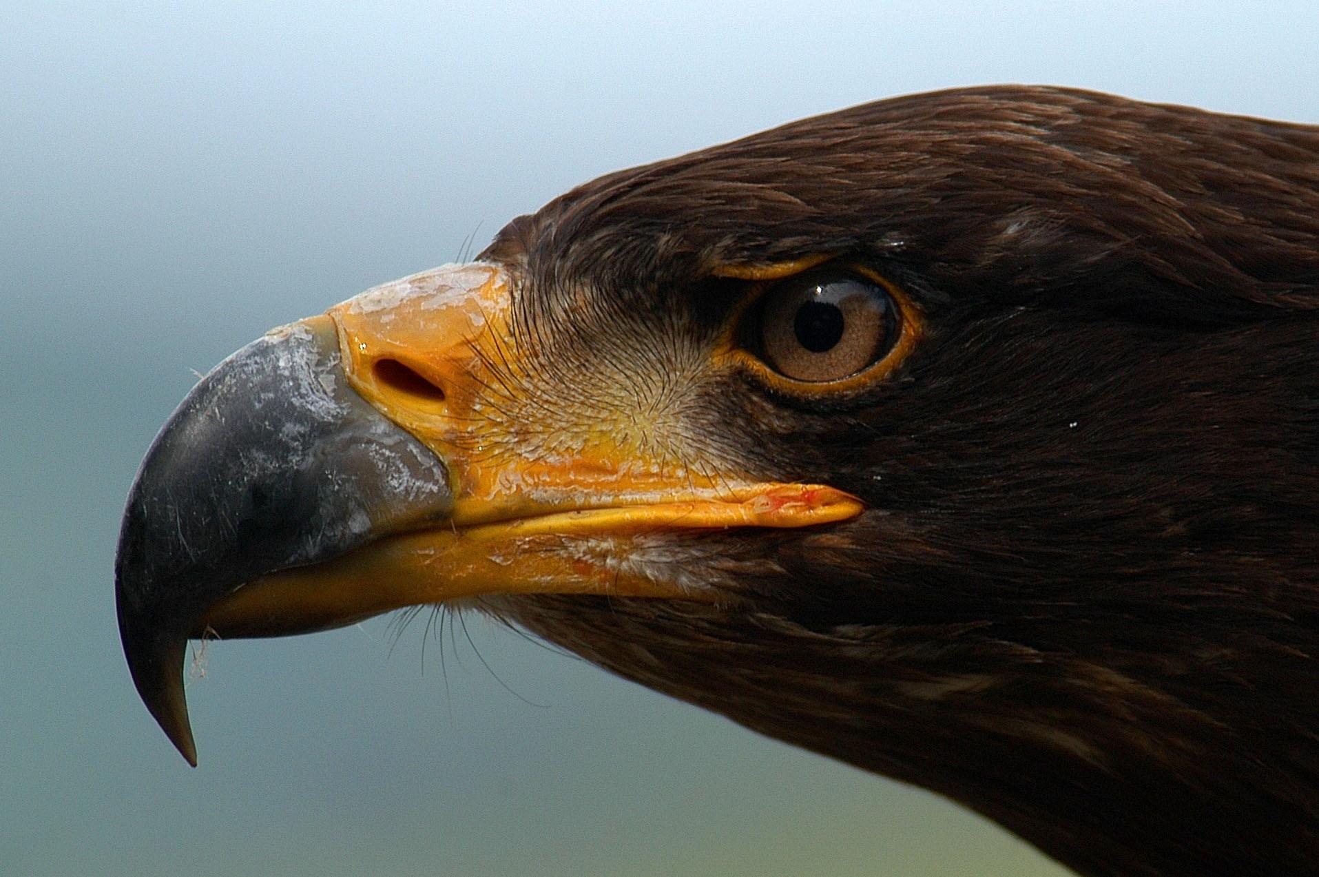 Download mobile wallpaper Profile, Animals, Beak, Predator, Eyes, Eagle for free.