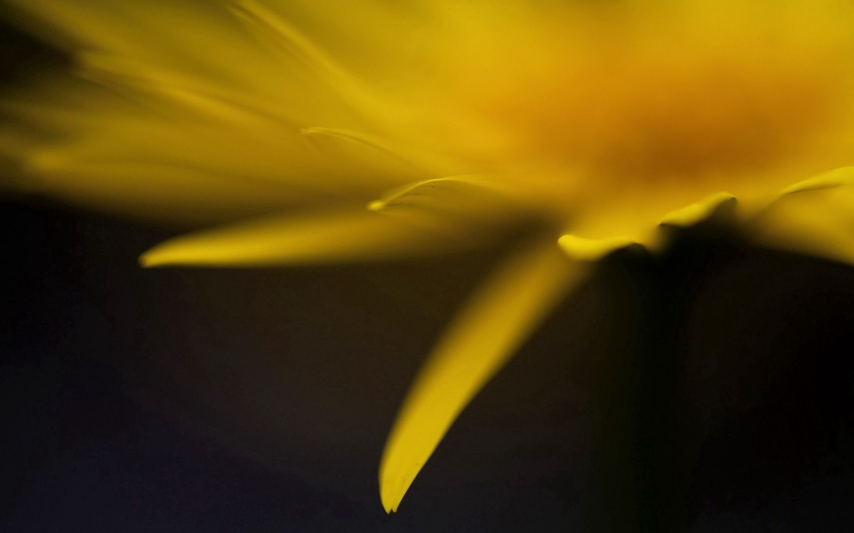 Download mobile wallpaper Greased, Smeared, Macro, Petals, Flower, Glare for free.