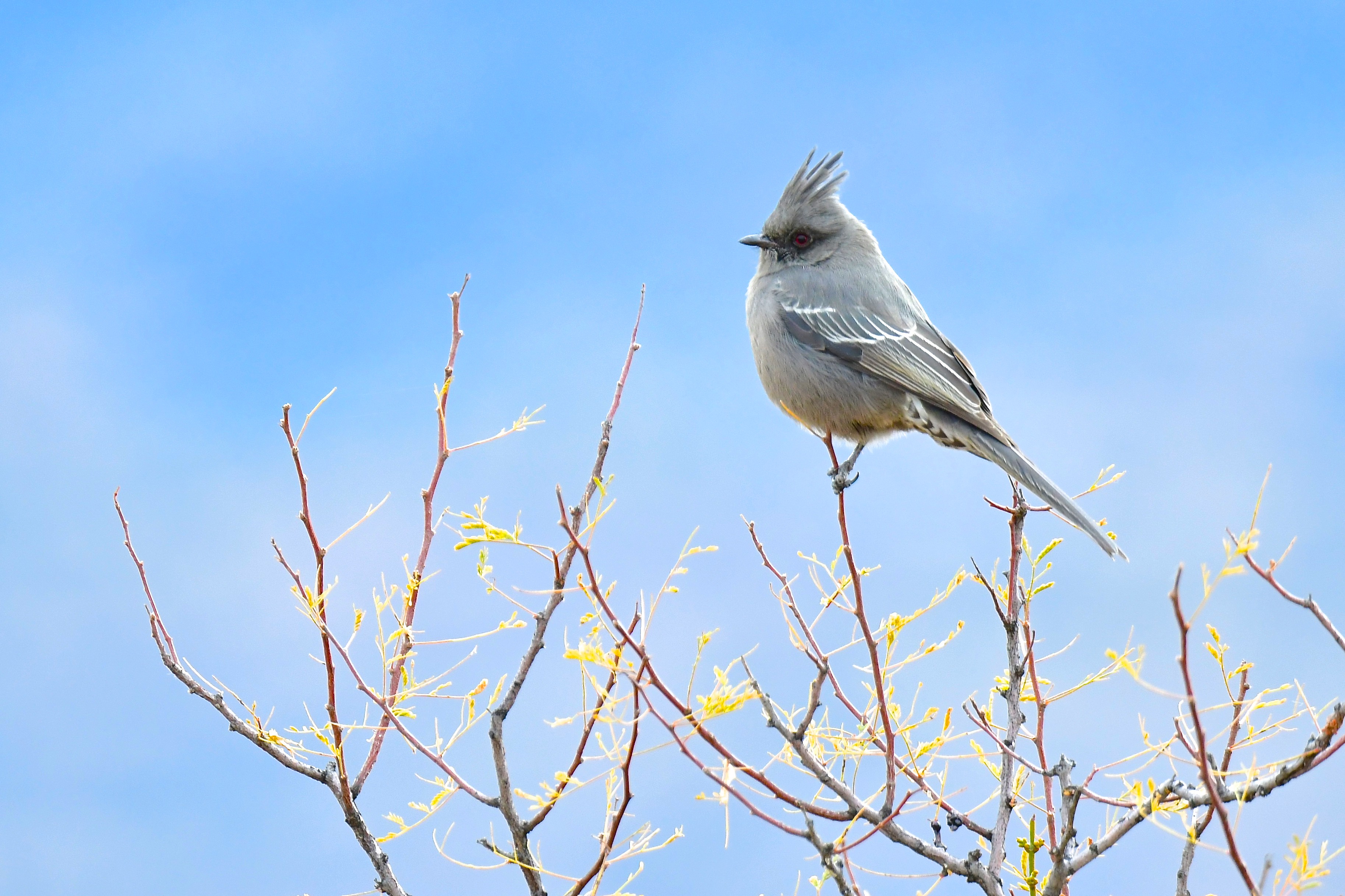 Full HD Wallpaper bird, animals, sky, feather, branches