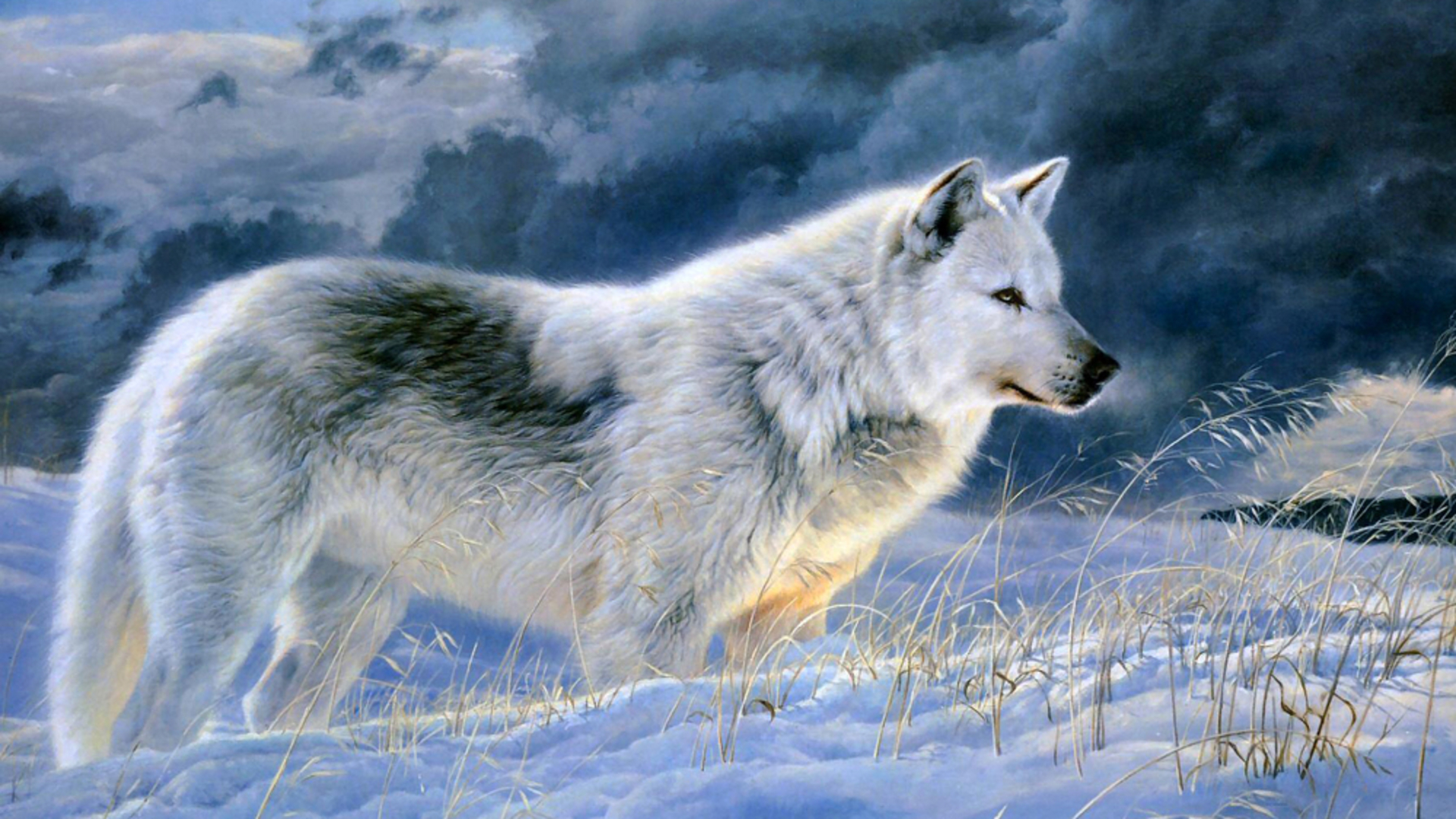 Белый волк на заставку