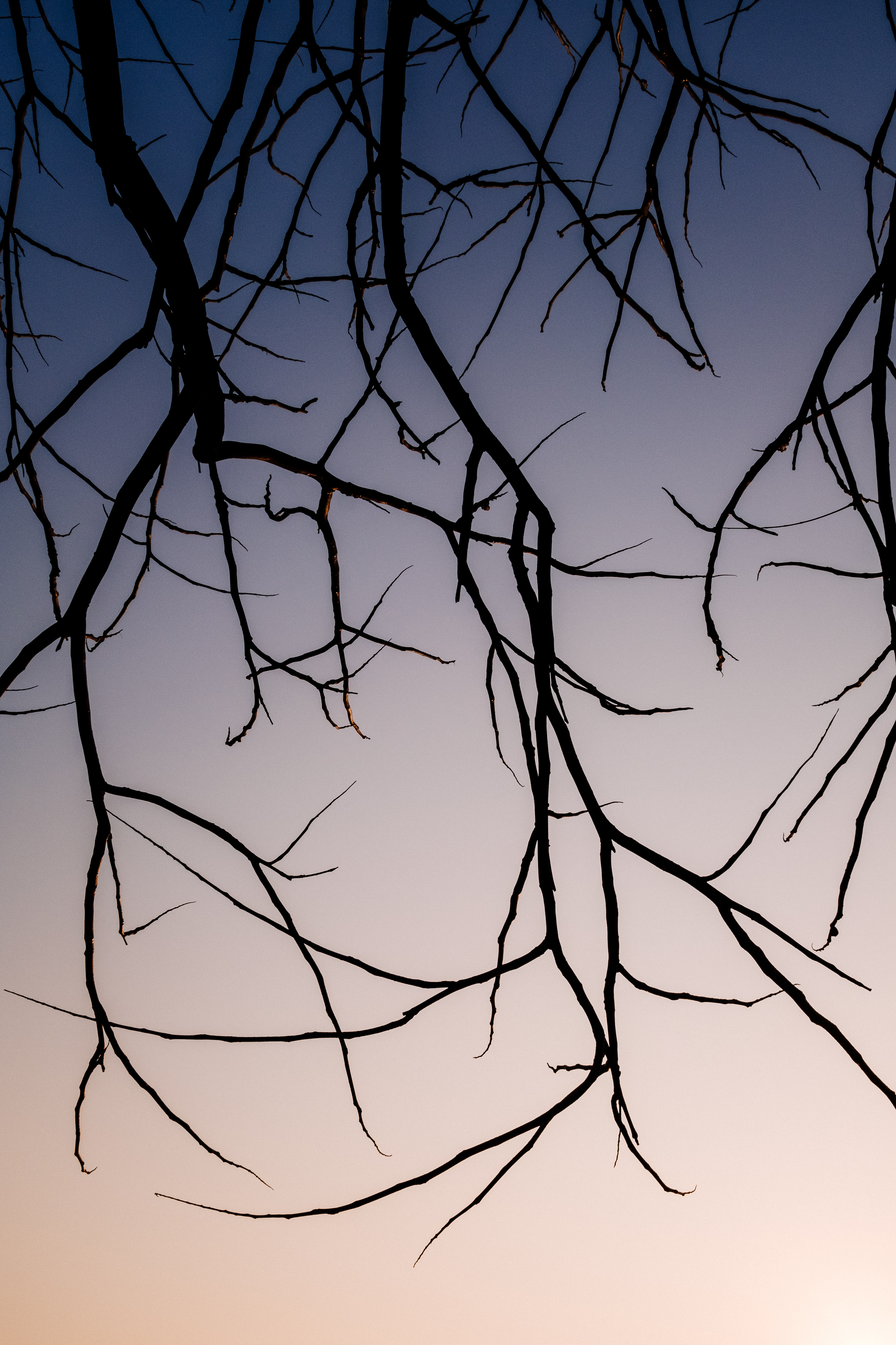 Download mobile wallpaper Branches, Nature, Sky, Dark for free.