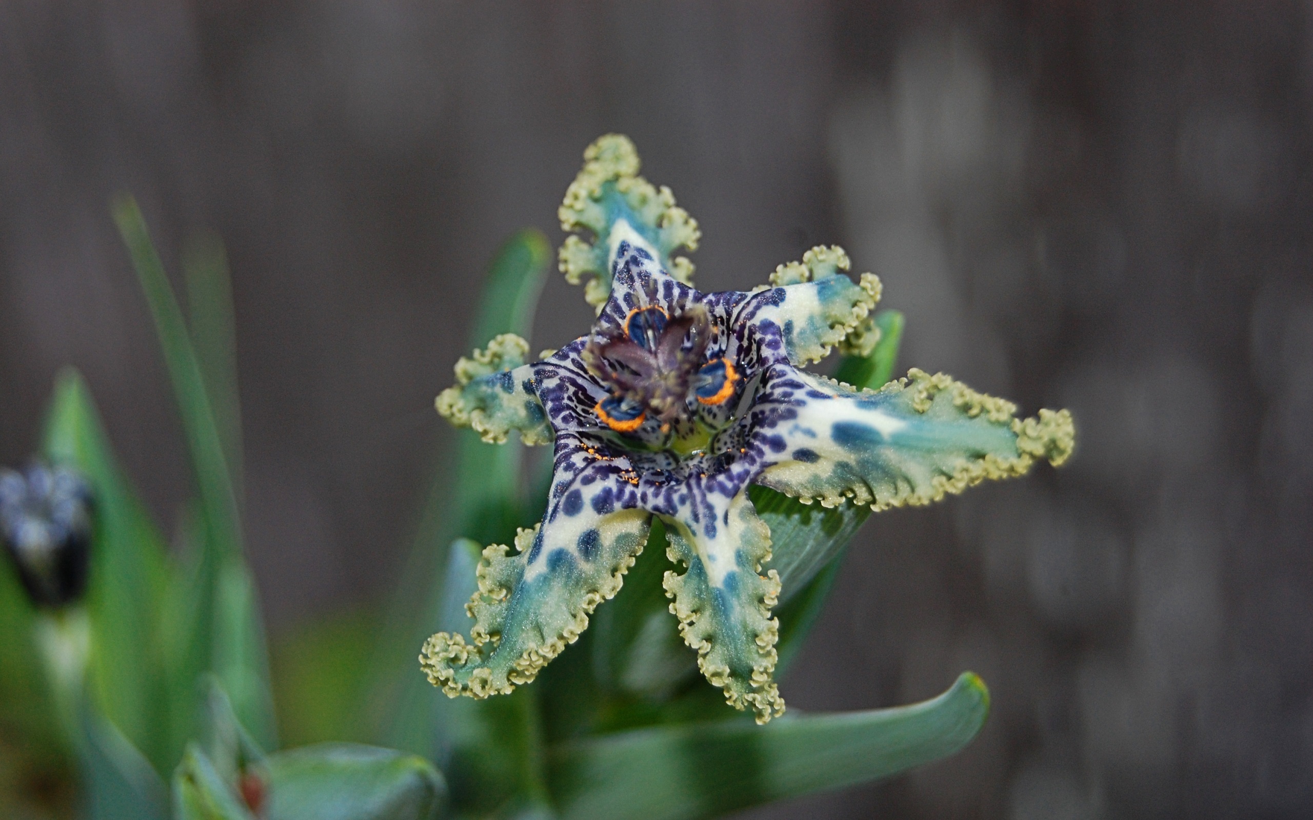 Феррария (Ferraria) crispa