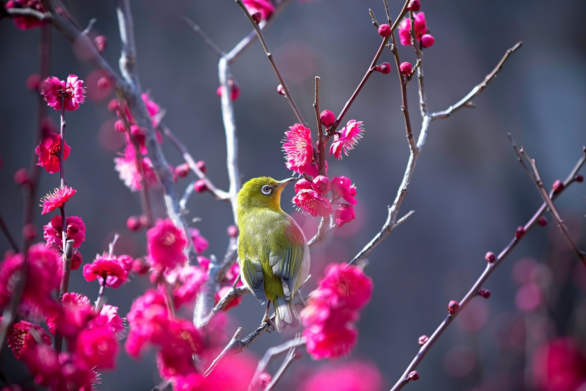 491406 免費下載壁紙 暗绿绣眼鸟, 动物, 鸟, 粉红色的花, 鸟类 屏保和圖片