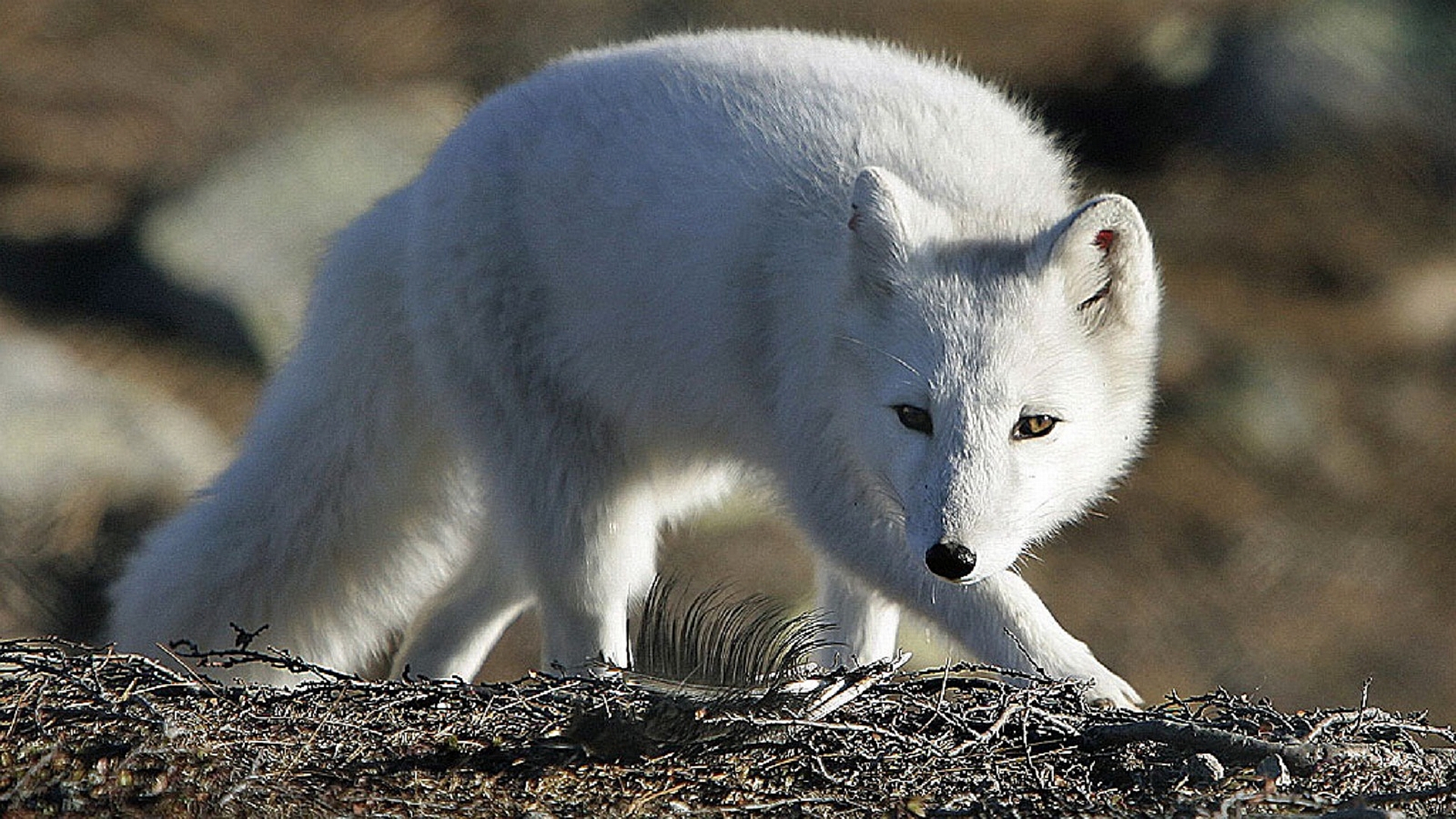 desktop Images animal, arctic fox, dogs