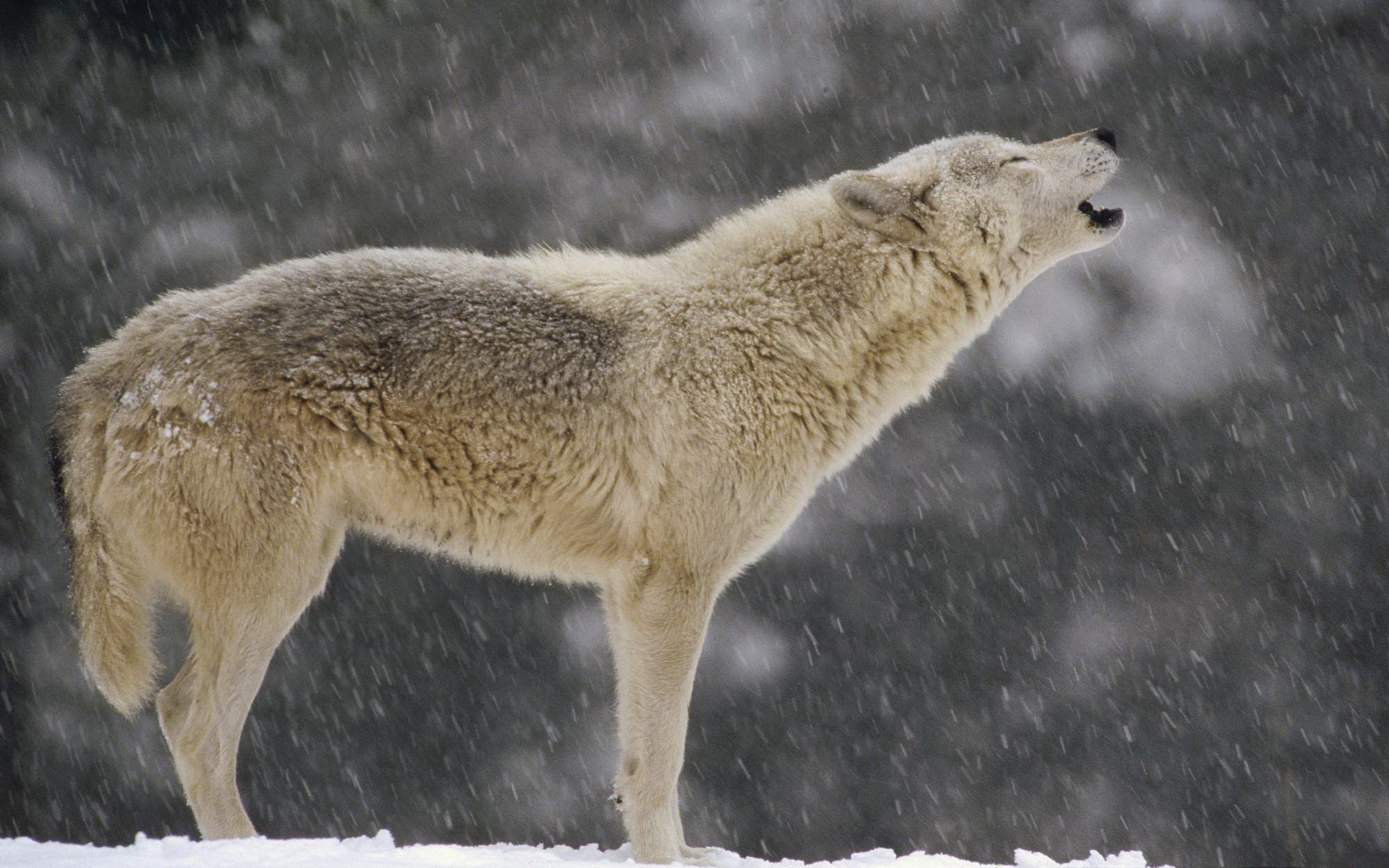 293950 Hintergrundbild herunterladen tiere, wolf, heulen, wolves - Bildschirmschoner und Bilder kostenlos