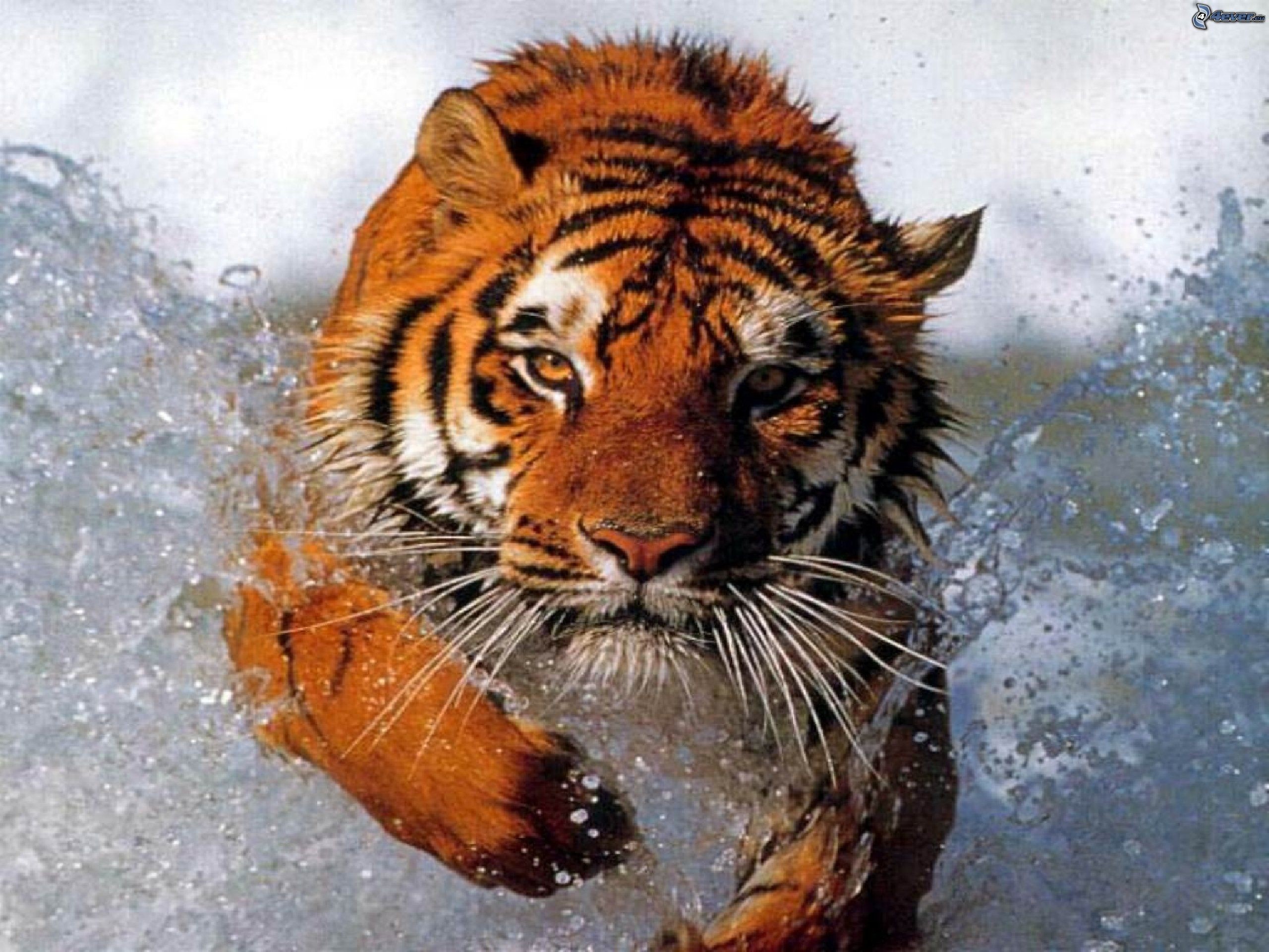 Тигр по волнам