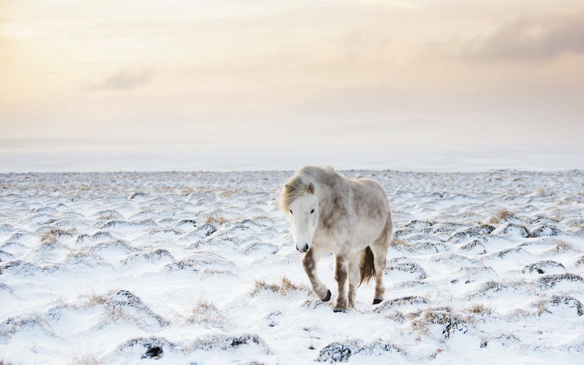 Скачать картинку Снег, Зима, Лошадь, Животные в телефон бесплатно.