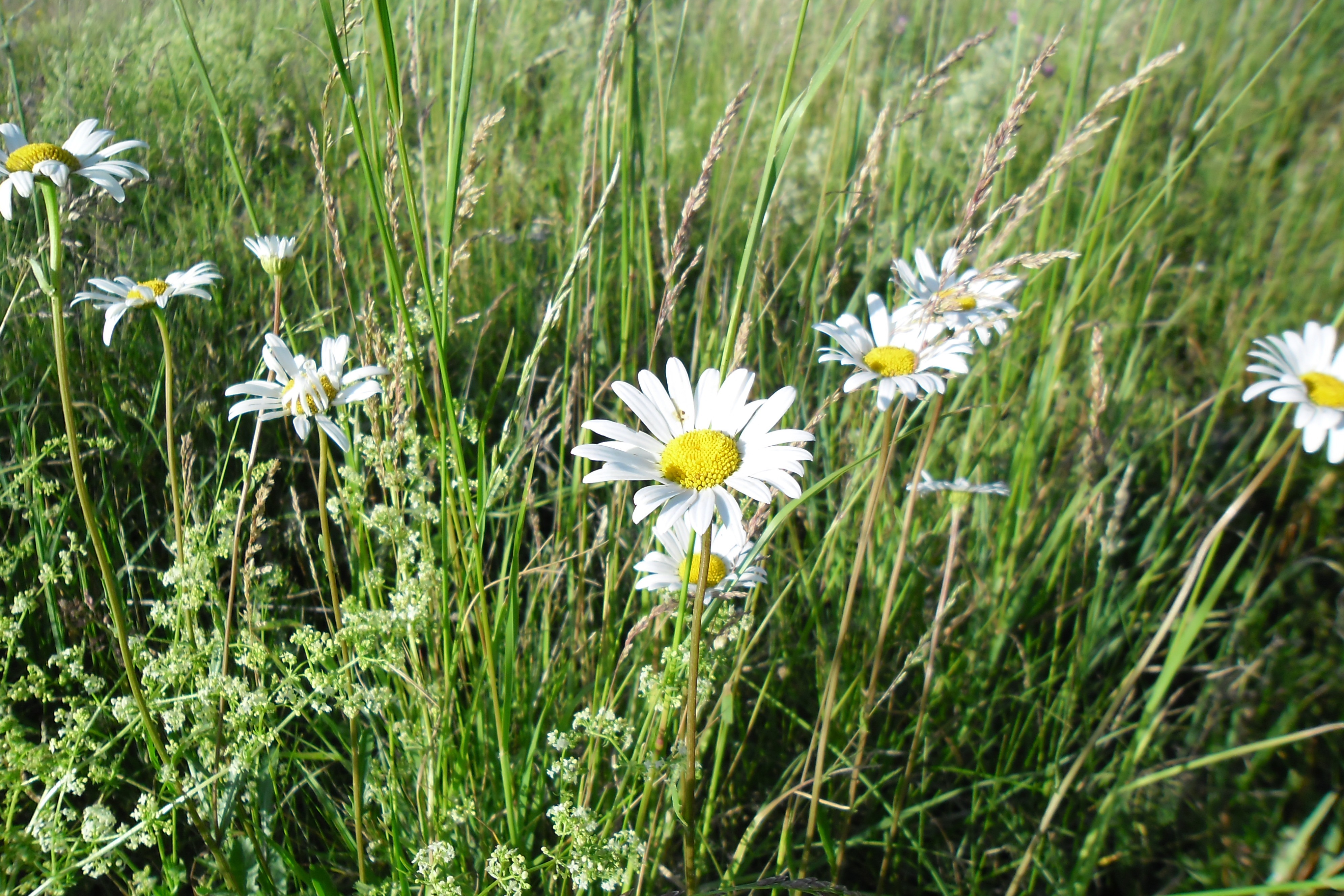 Free Images  Camomile