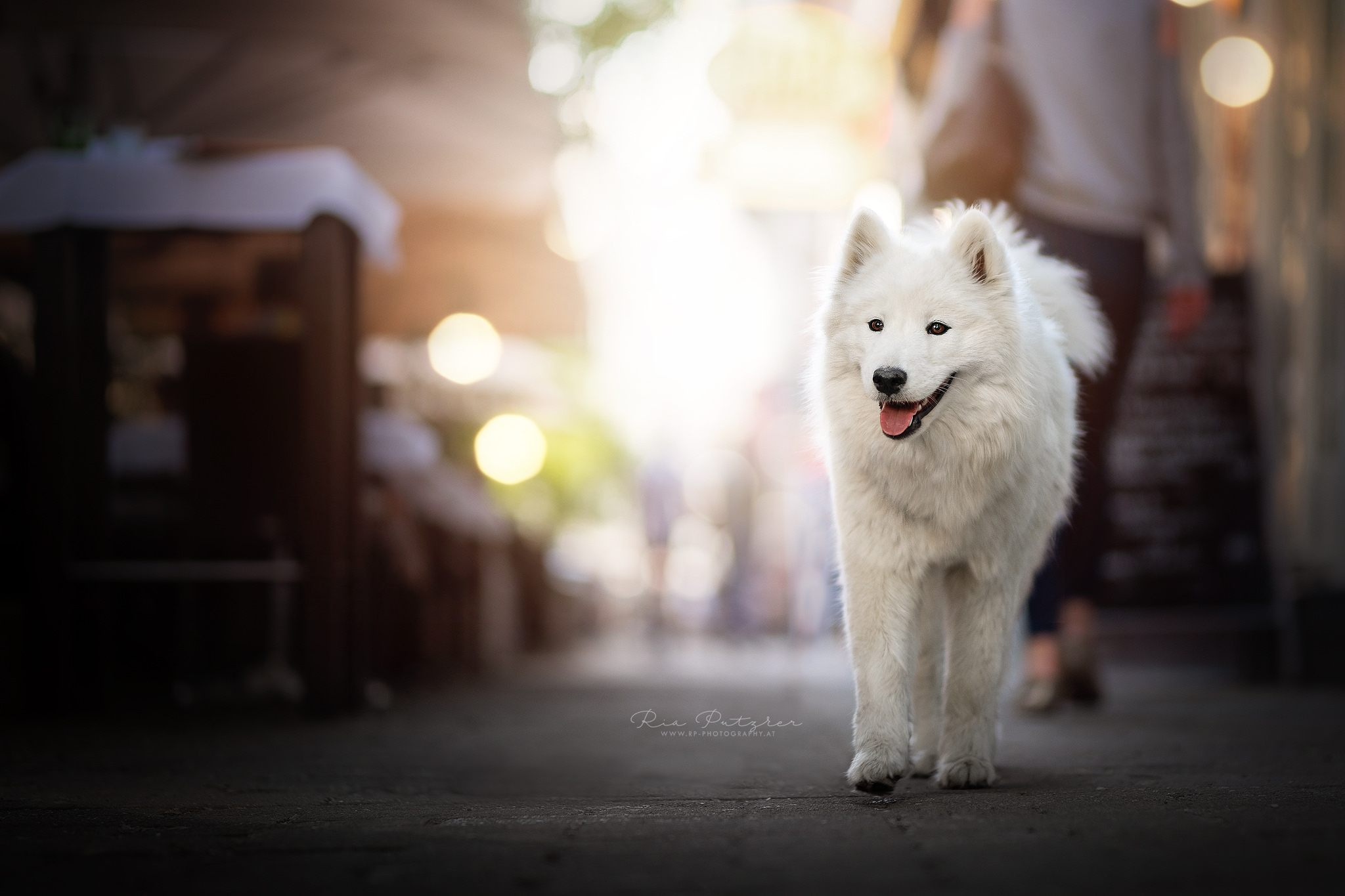 436752 descargar imagen animales, samoyedo, perro, perros: fondos de pantalla y protectores de pantalla gratis