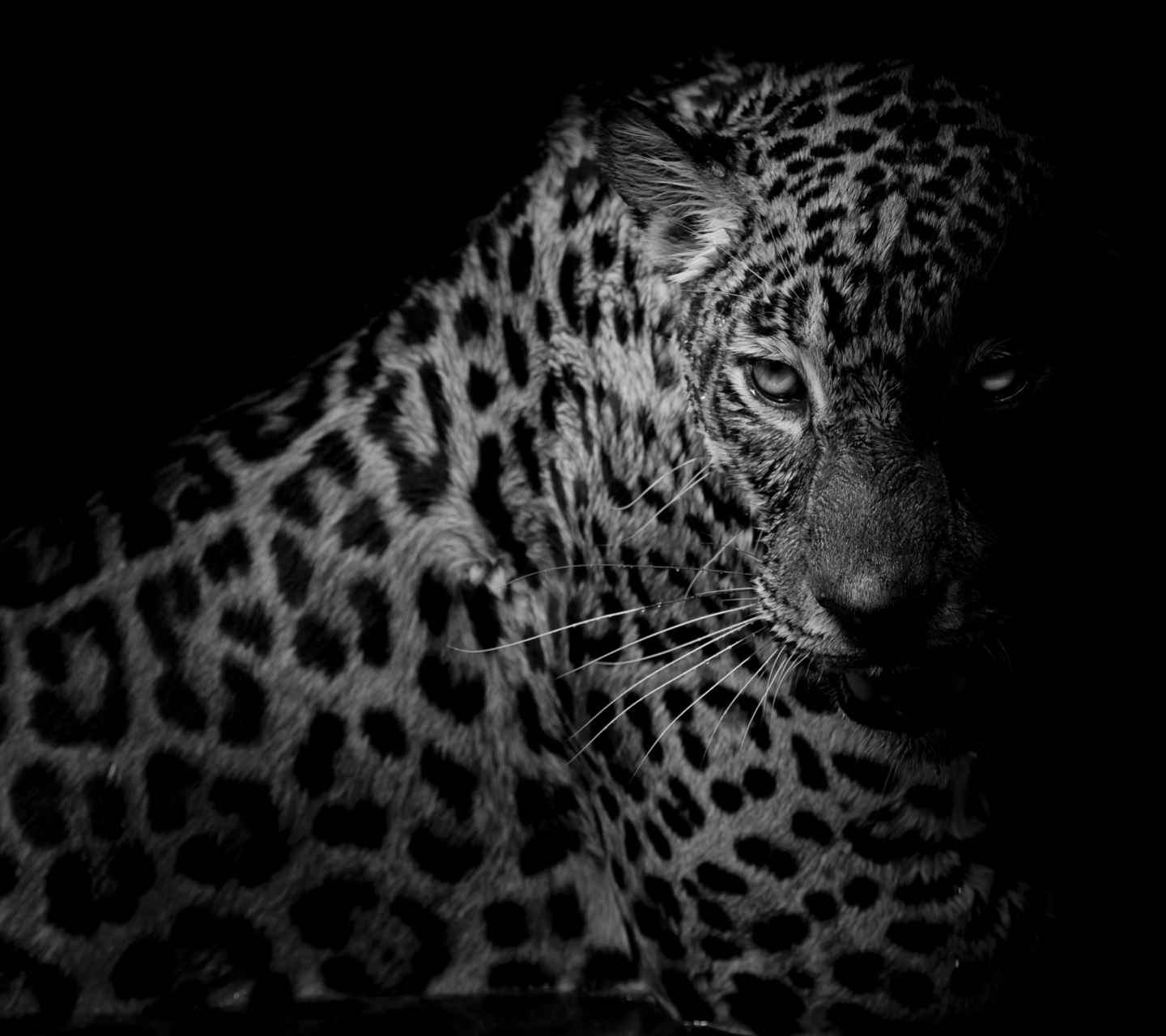 Черные фоны с леопардами