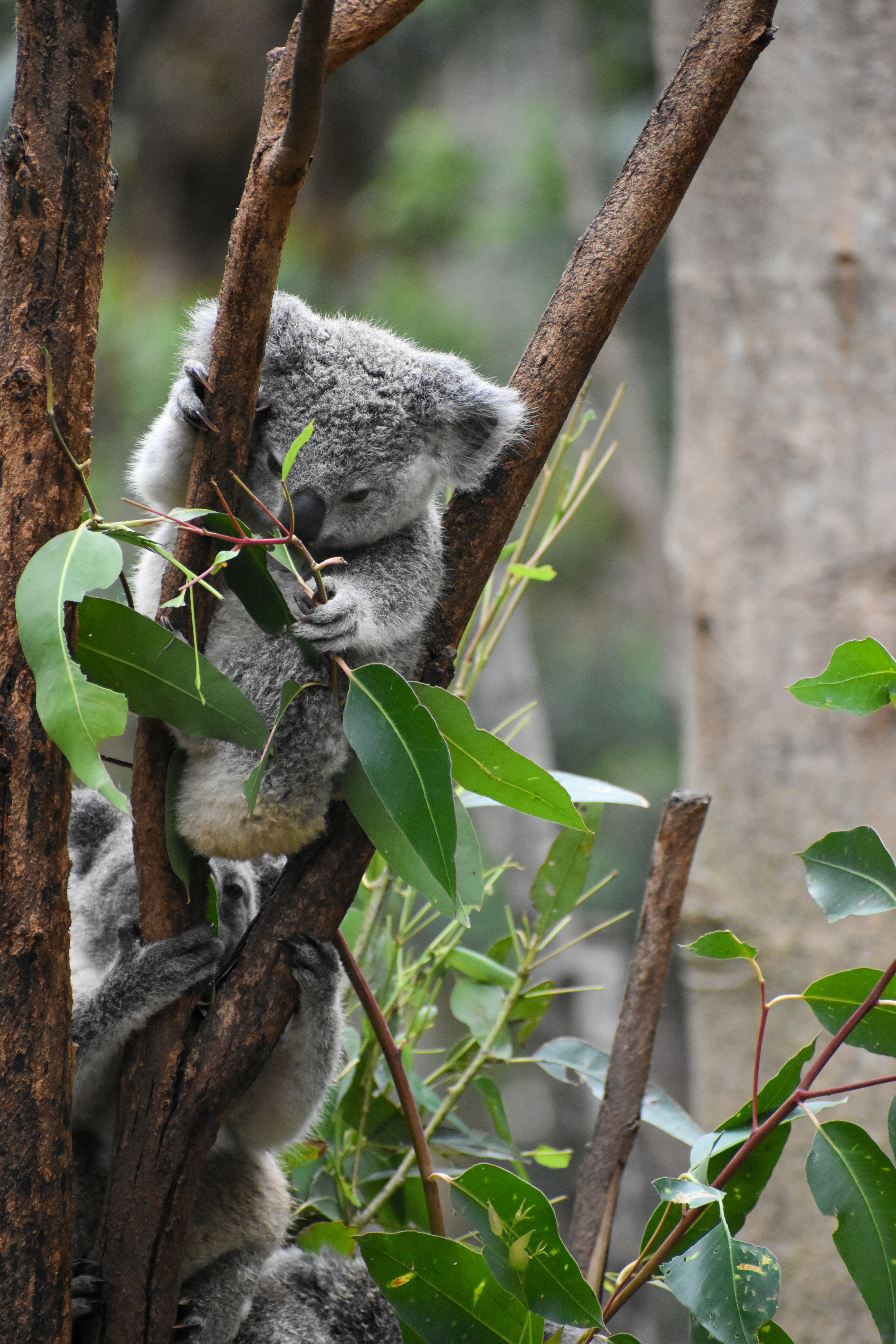 65714 descargar fondo de pantalla koala, animales, hojas, sucursales, ramas, animal, gracioso, coala: protectores de pantalla e imágenes gratis