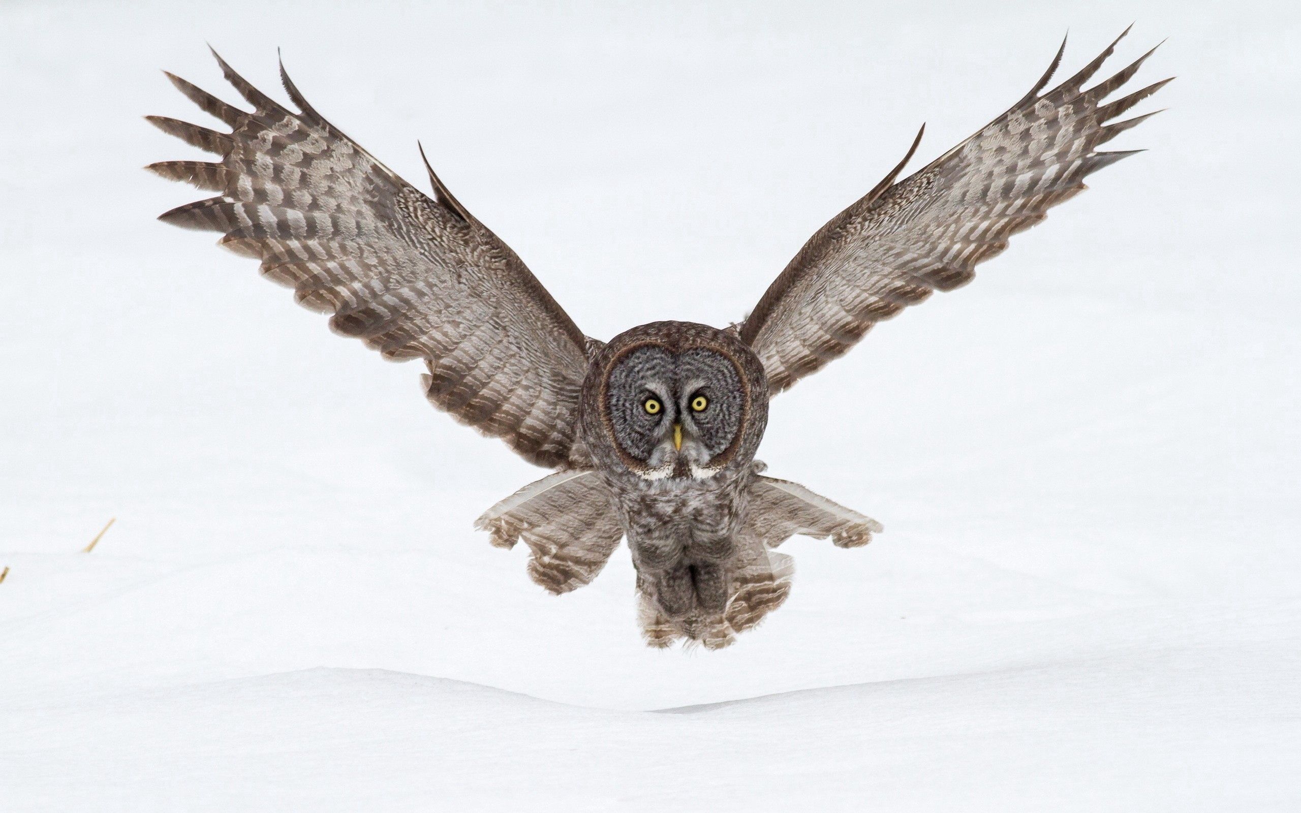 wings, animals, owl, snow, flight, wave, sweep