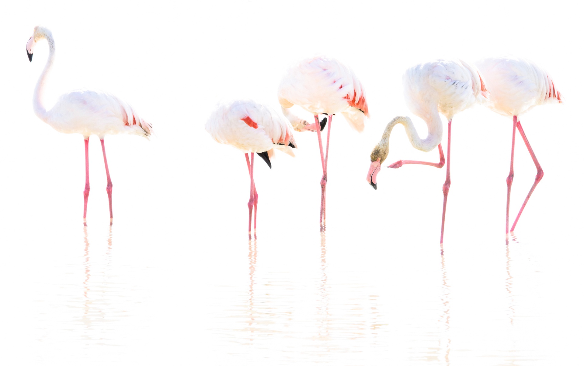 Flamingo в белом фоне
