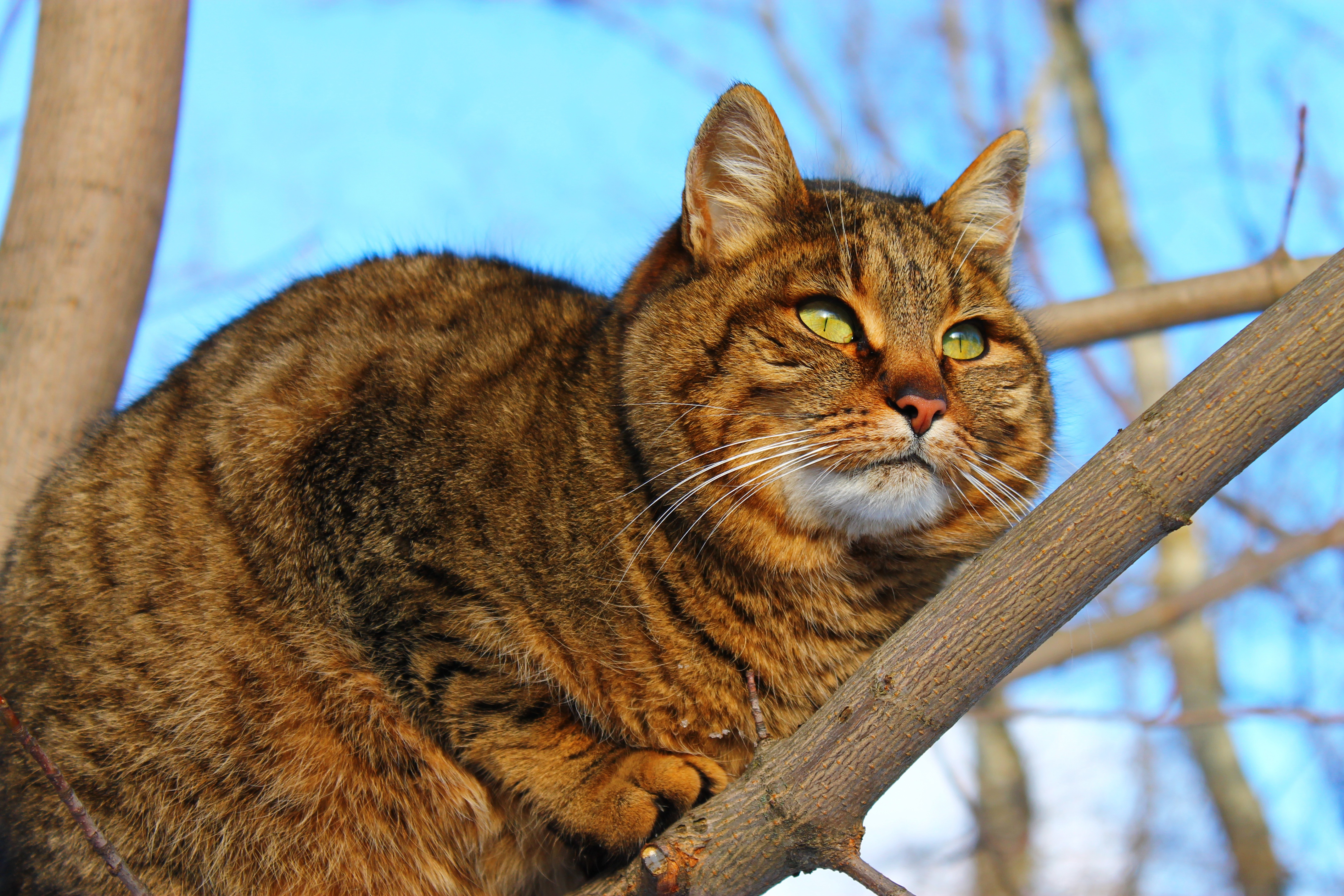 Кошка марал фото