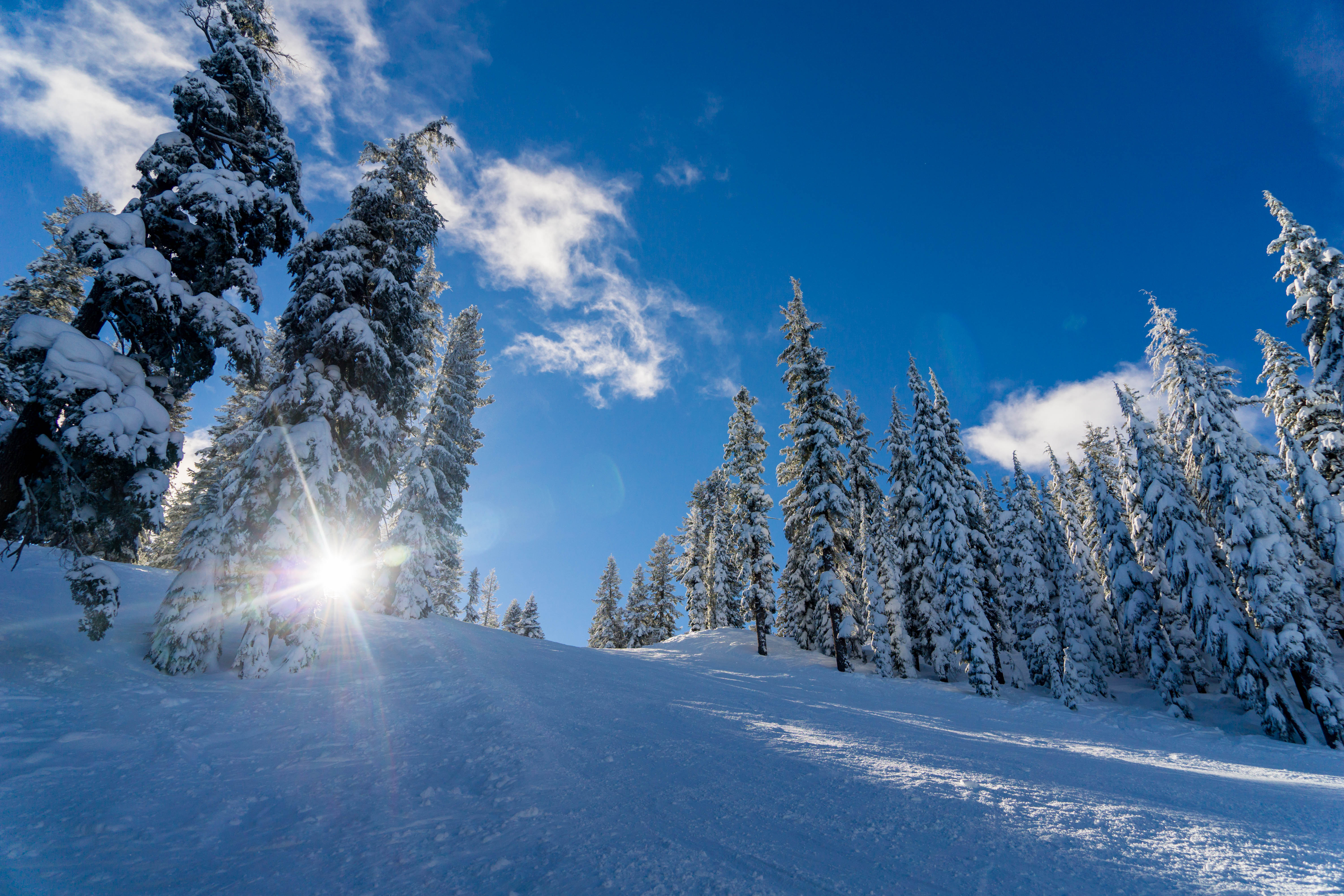 Скачати мобільні шпалери Сонячне Світло, Дерева, Сніг, Сонячного Світла, Природа, Зима безкоштовно.