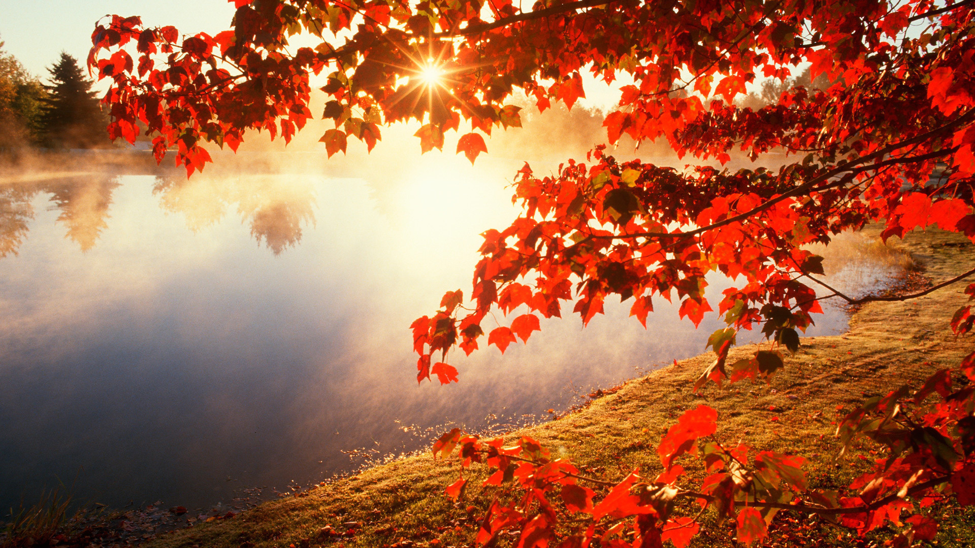 24789 завантажити шпалери осінь, листя, пейзаж, річка, сонце - заставки і картинки безкоштовно