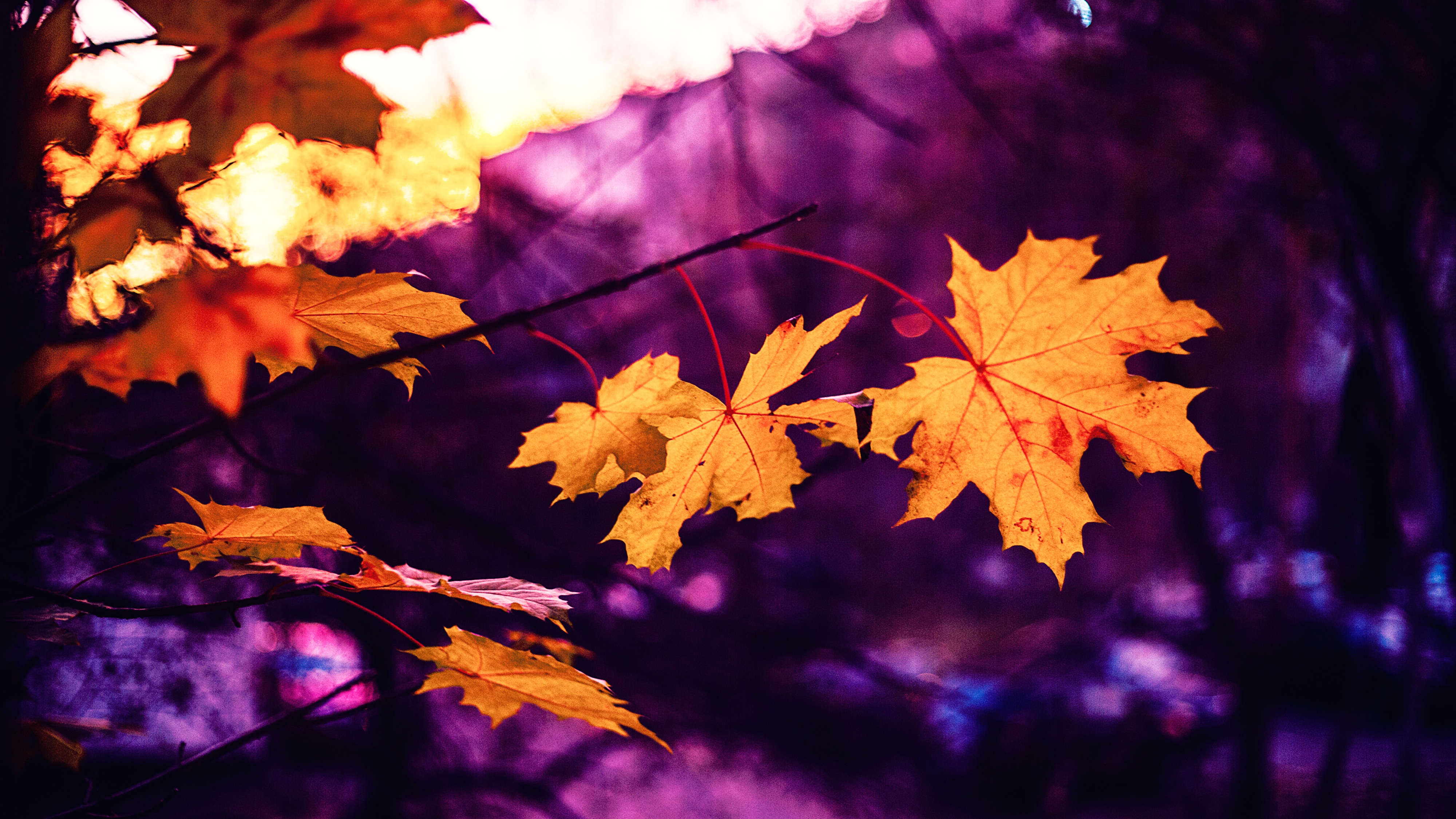autumn, nature, leaves, blur, smooth, maple desktop HD wallpaper