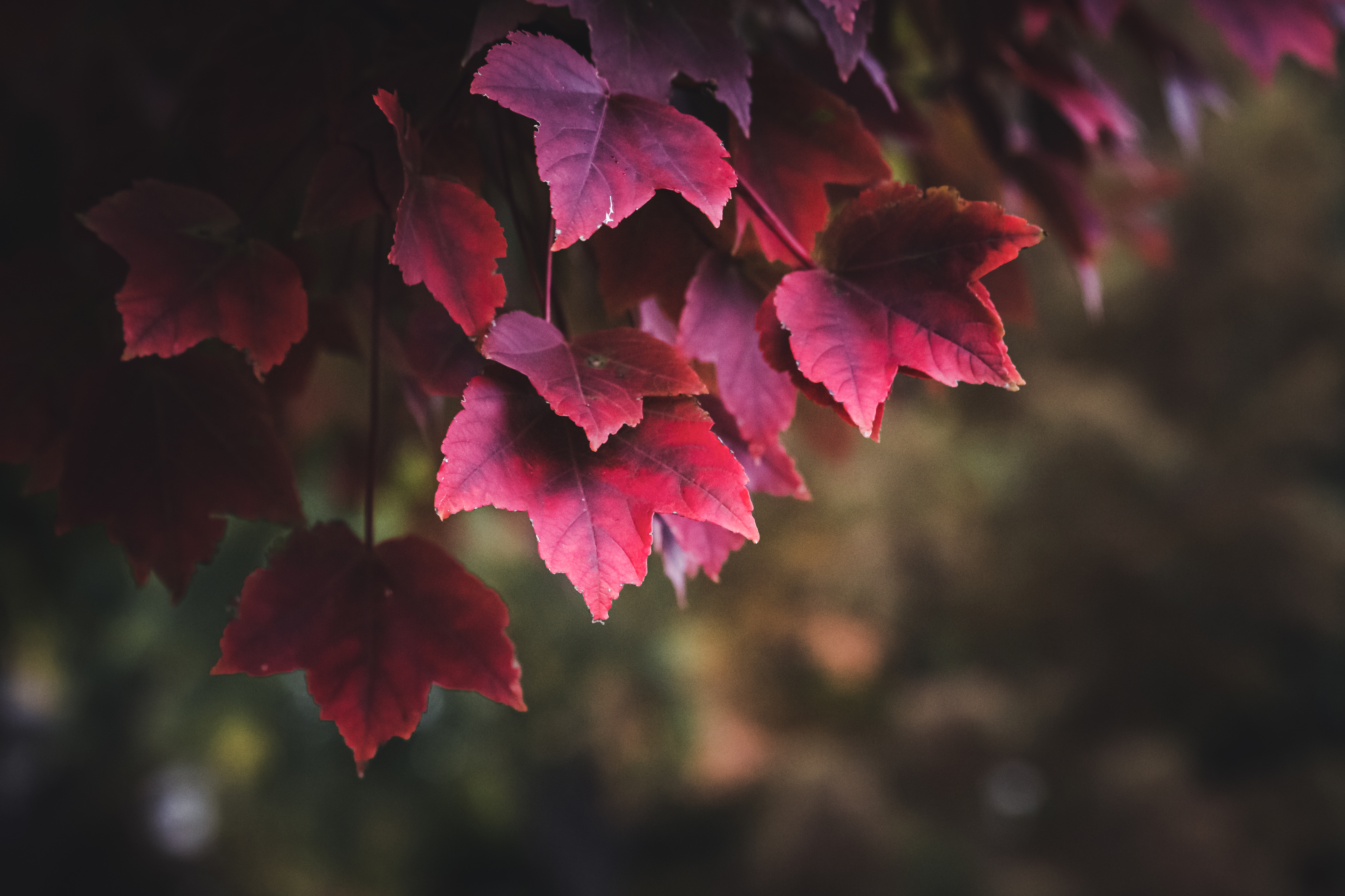Осень Эстетика. С красными листочками
