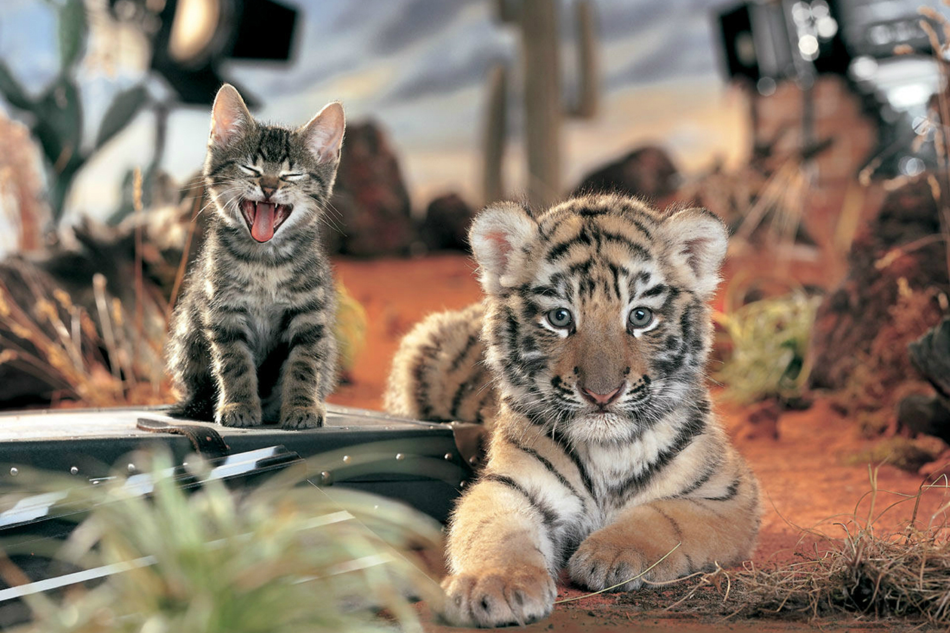 animal, cute, cat, cub, kitten, tiger Full HD