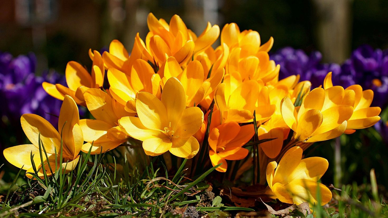 Цветы весной видео. Крокус Шафран весенний. Крокус желтый сорта. Крокус осенний желтый. Крокус желтый цветок.